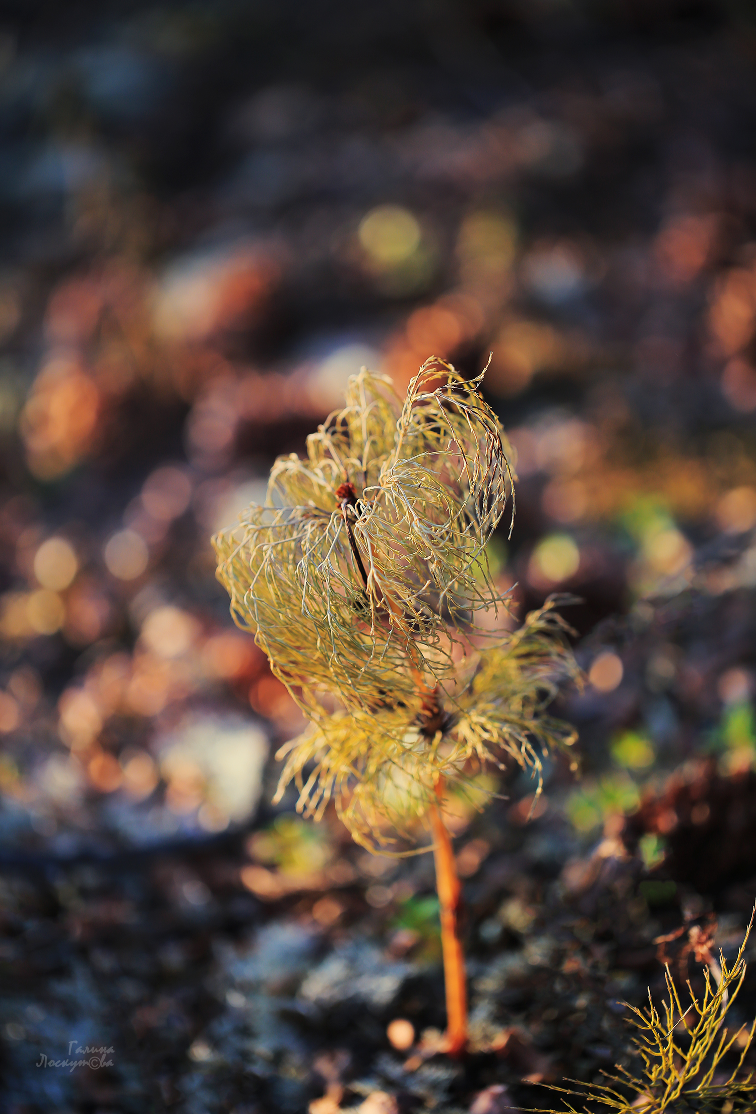 хвощ, осень, вечер, боке, ветер, Галина Лоскутова
