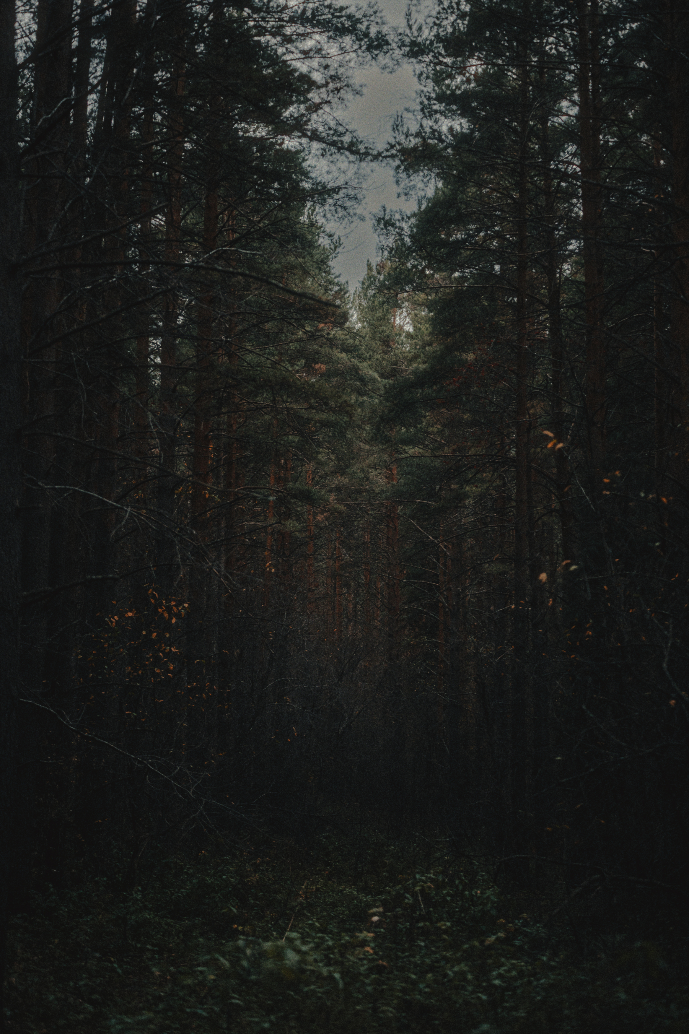 лес, сосны, сумерки, Виктор Гагарин