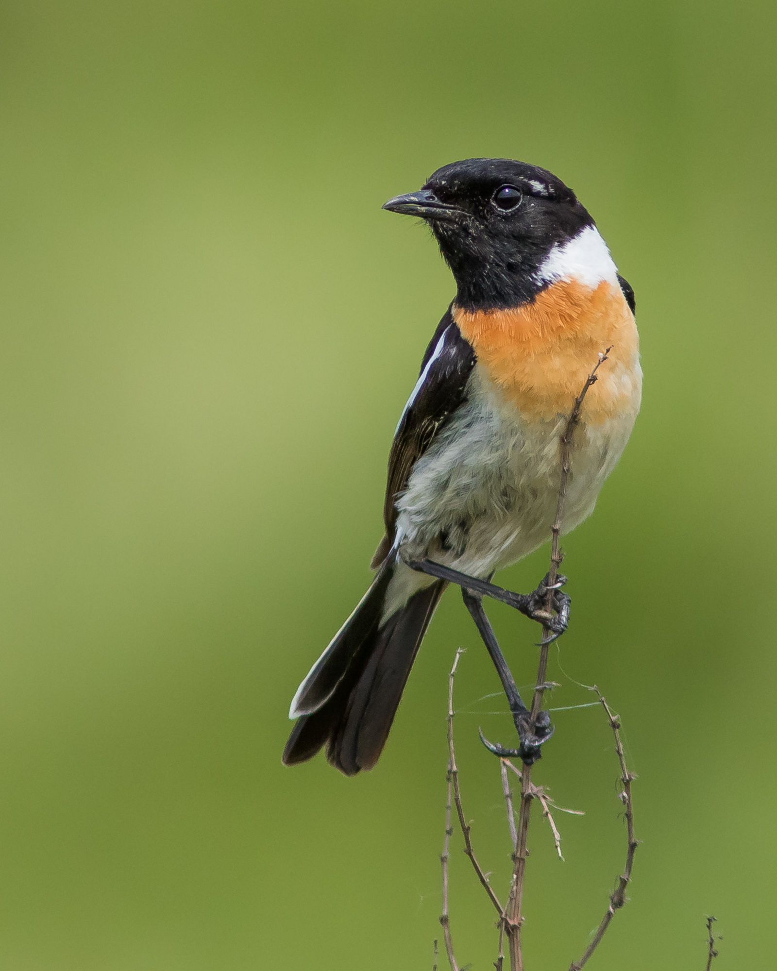 чекан черноголовый, Суслов Дмитрий
