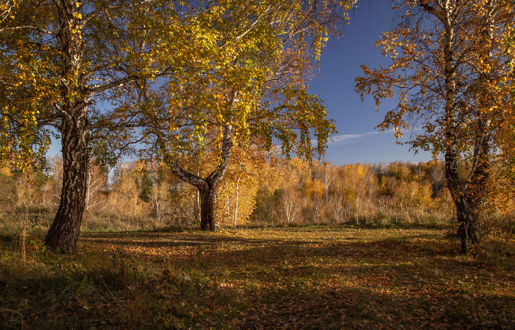 , Алексей Хахлов