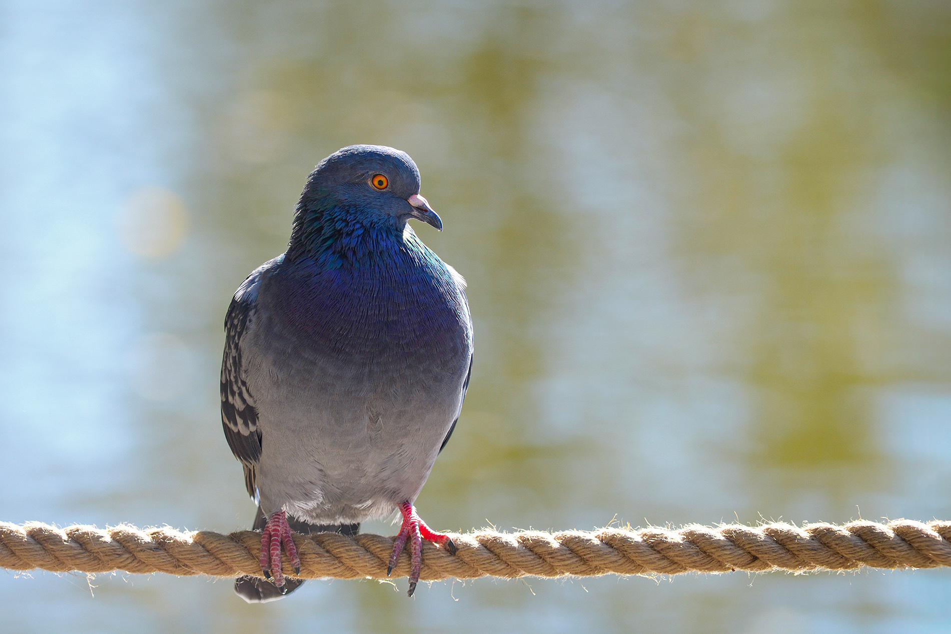голубь, сизый голубь, columba livia, КарОл