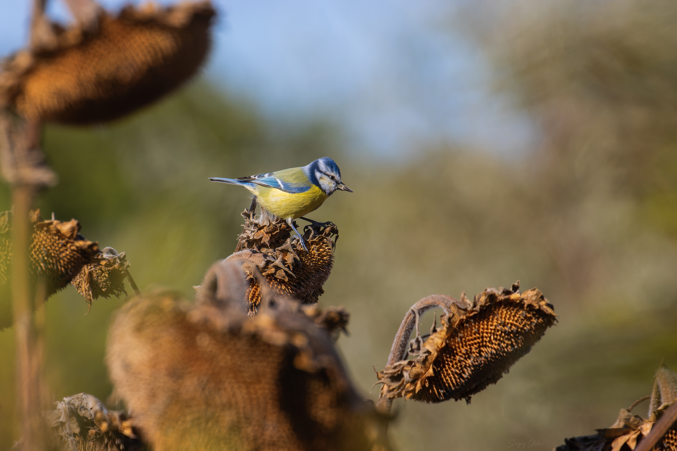 , Глебов Сергей