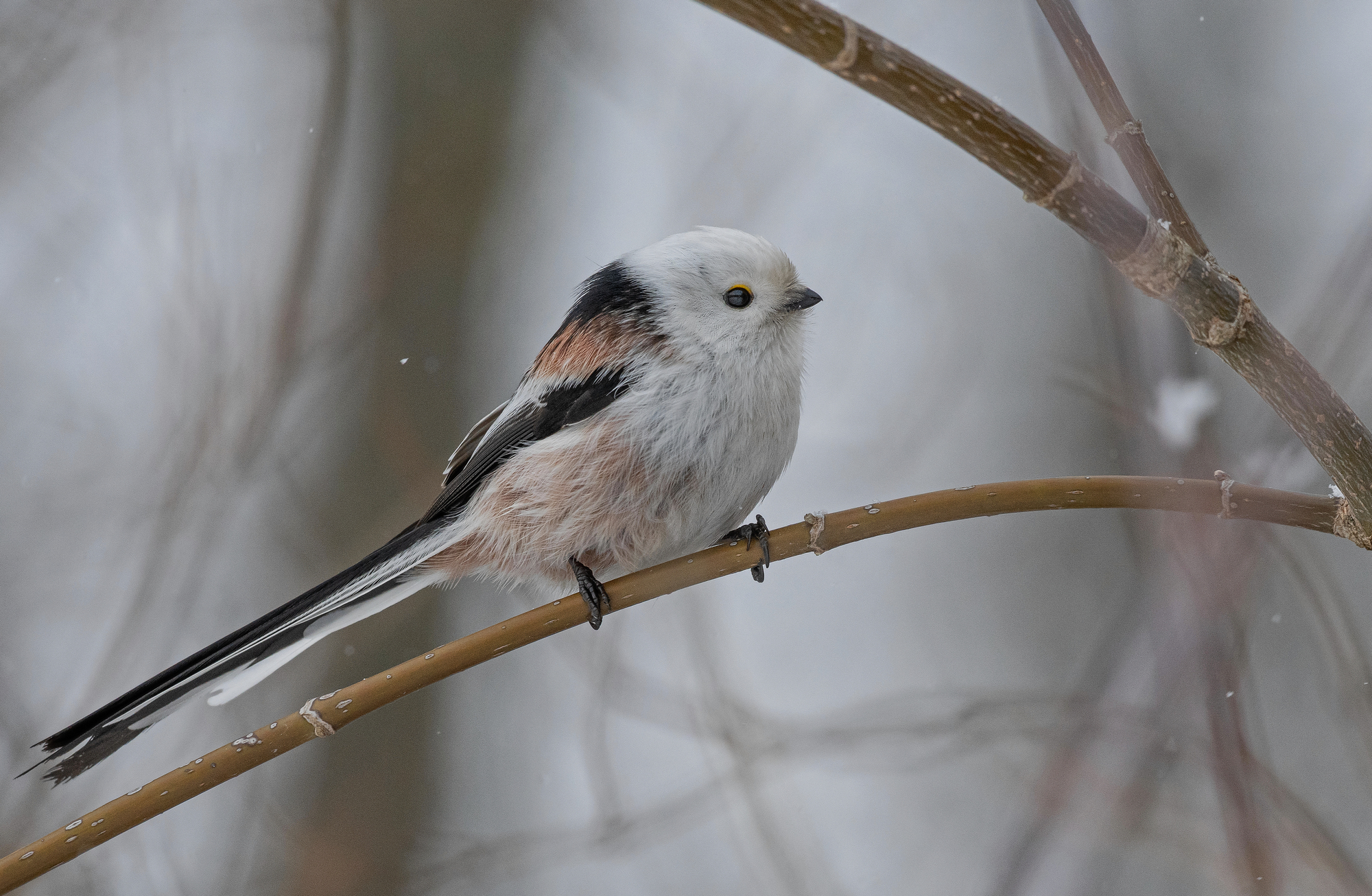 синица, ополовник, птицы, весна, лето, осень, фотоохота, Сигушин Руслан