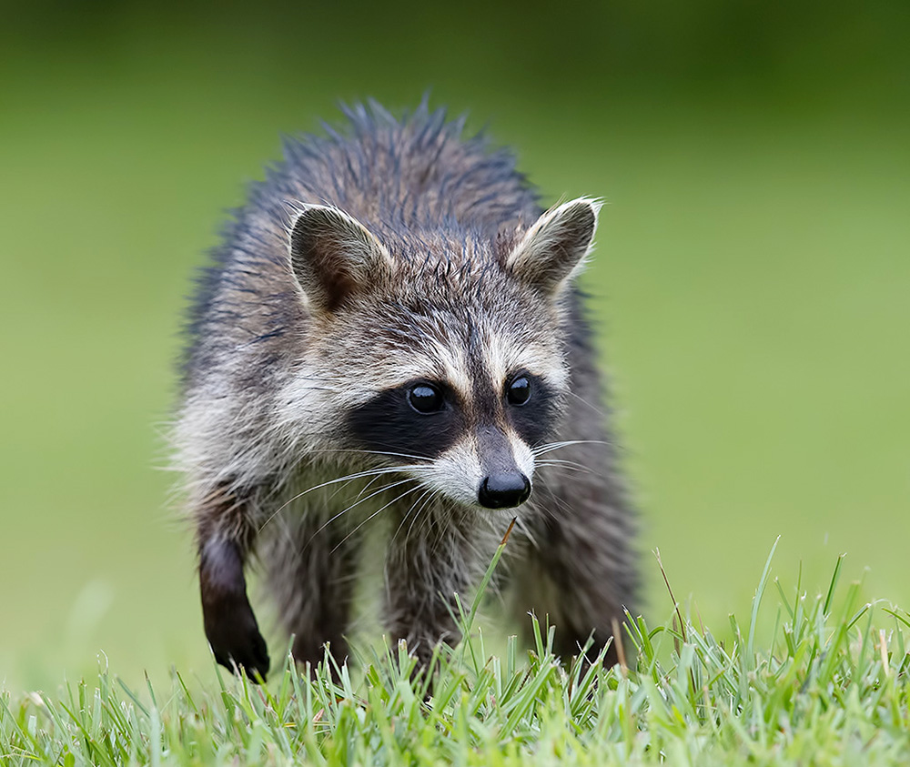 енот обыкновенный, енот-полоскун, raccoon, енот, дикие животные, животные, animals, Etkind Elizabeth