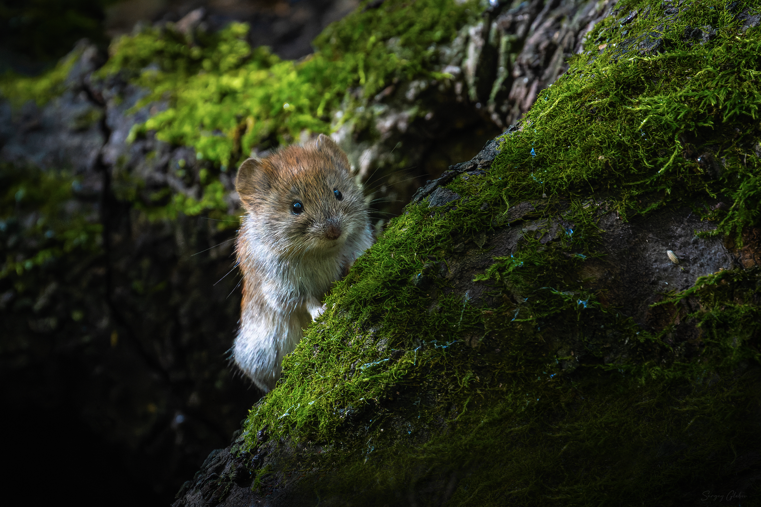 , Глебов Сергей