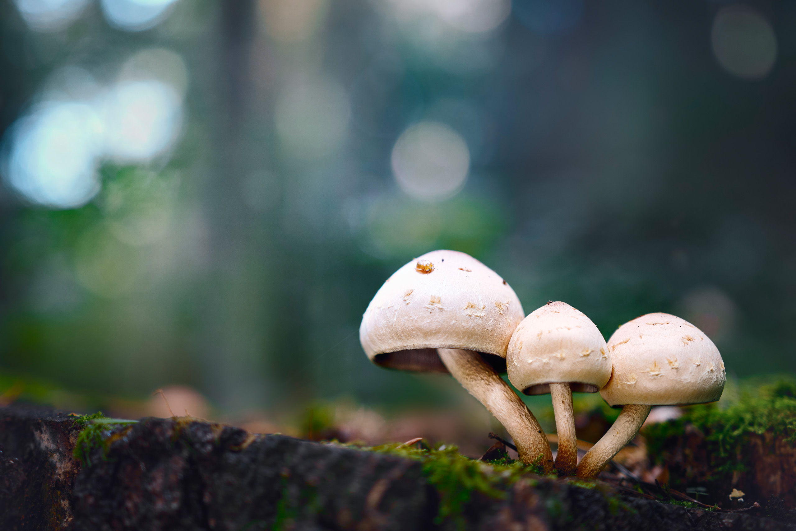 грибы, лес, Валерий Вождаев