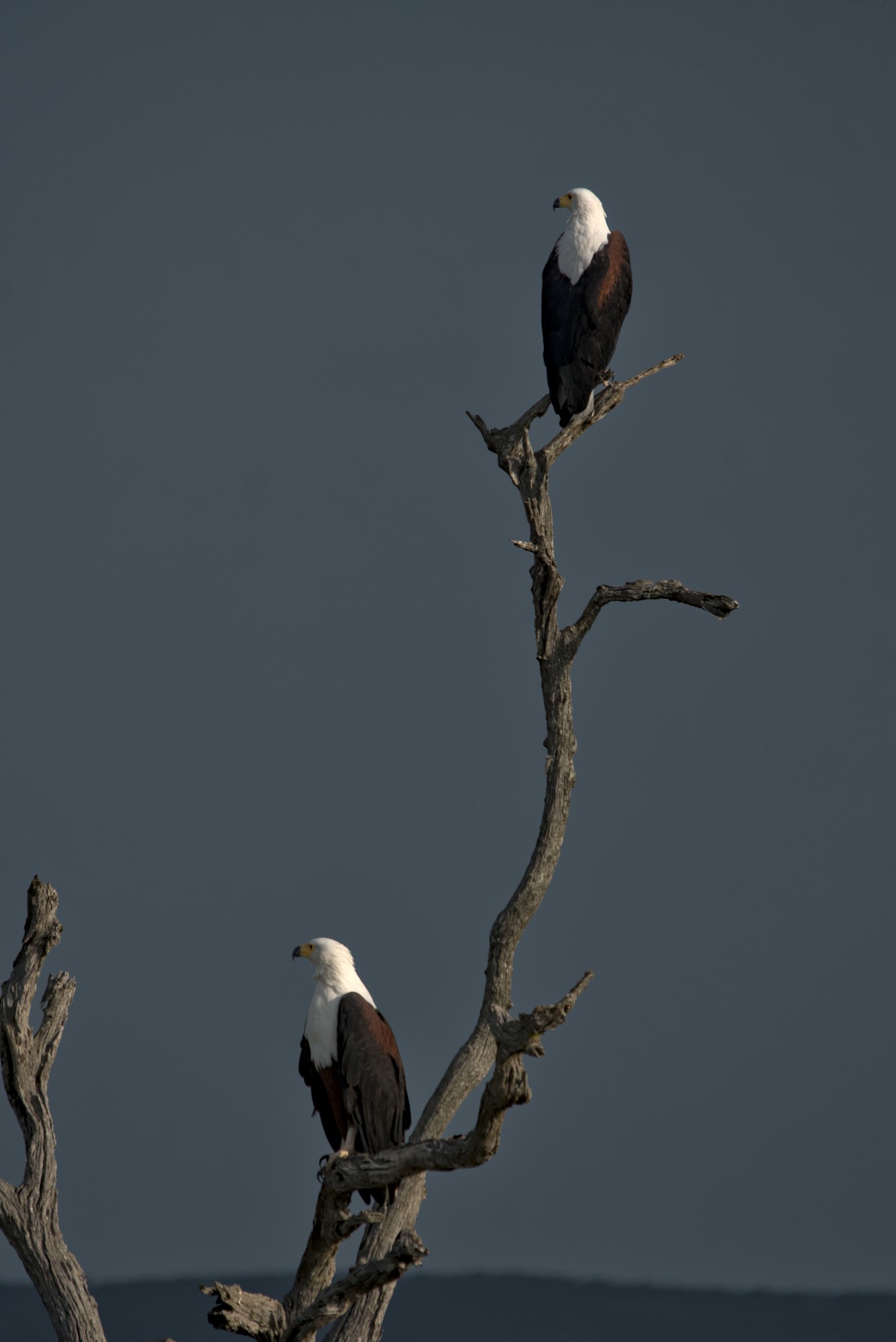, Николай Потапов