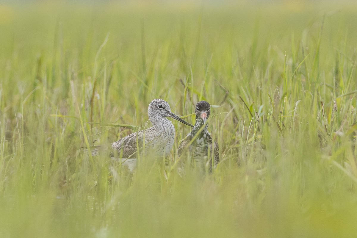 aves, birds, common greenshank, ptaki, tringa nebularia, kwokacz, Dominik Chrzanowski