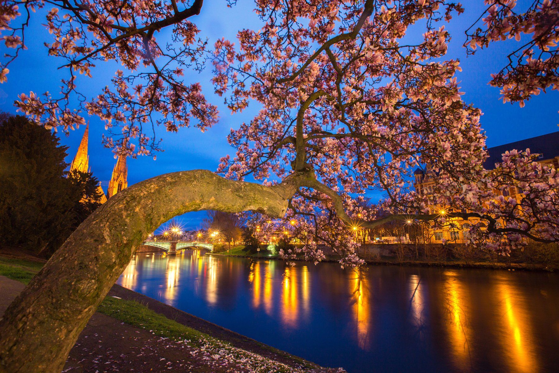flower,tree,river,city,night, Nicolai