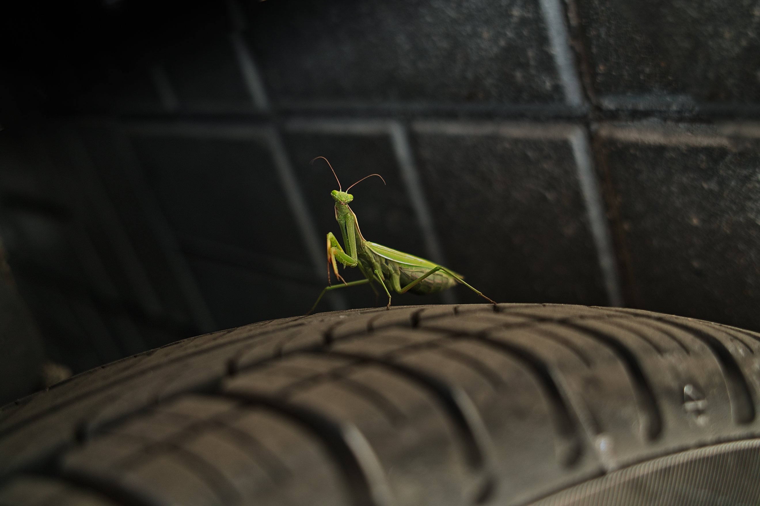 bug, auto, car, macro, wheel, mantis, religiosa, insect, beetle, green, protector, tire, tyre, black, travel, rubber, stone, pavement, roadway, street, road, greeting, live, portrait, yellow, predator, foveon, sigma, dp2, 50mm, Денис Ганенко