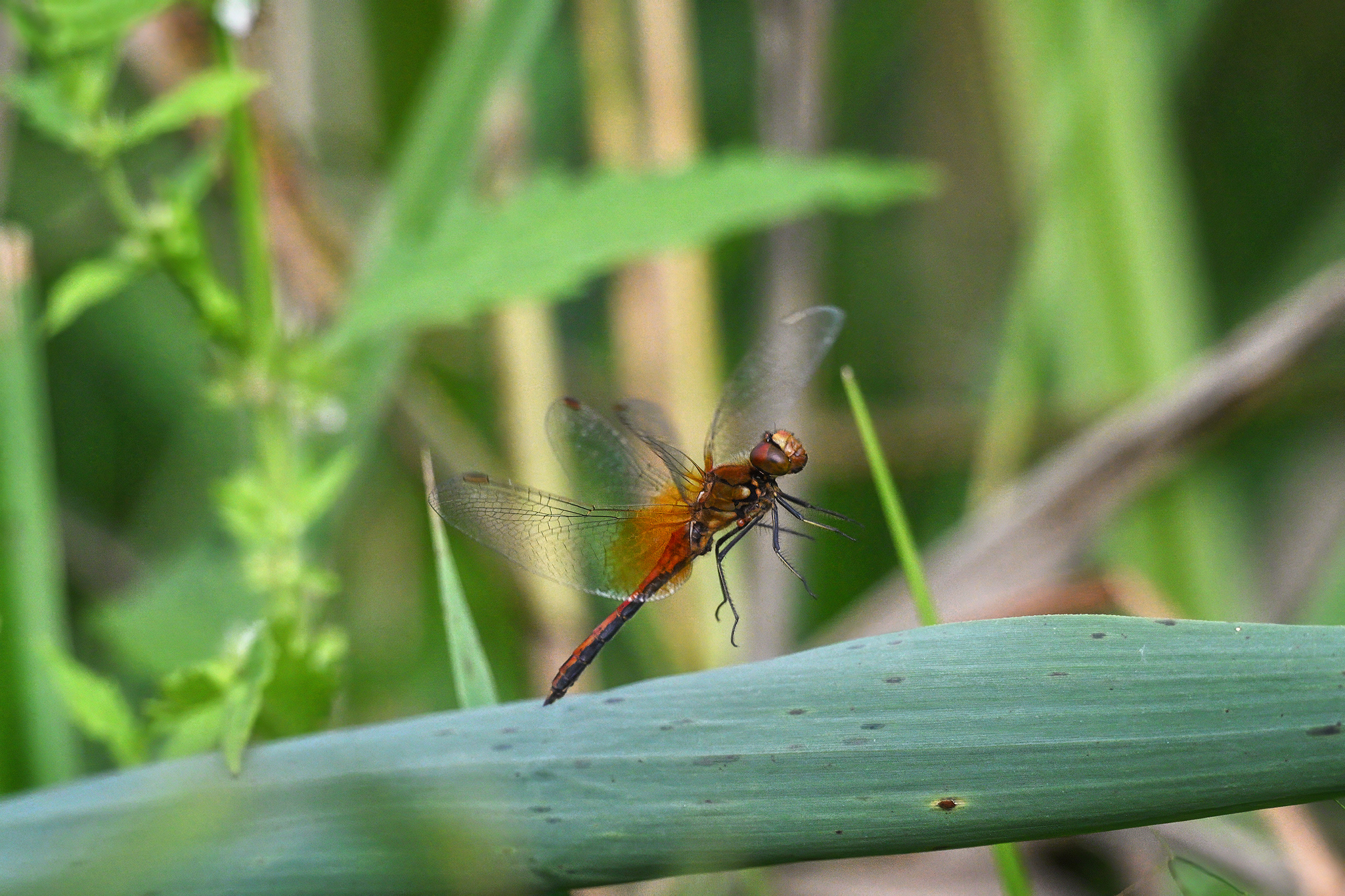, Кузнецов Кирилл