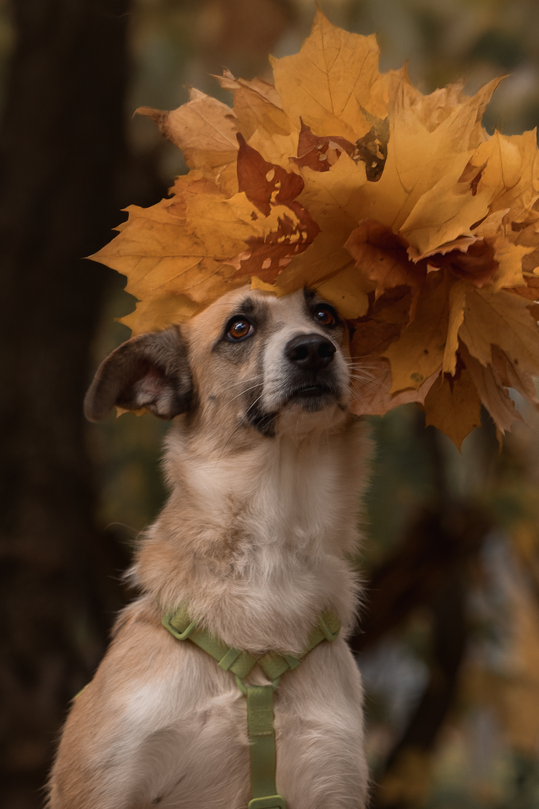 , Елена Самусенкова