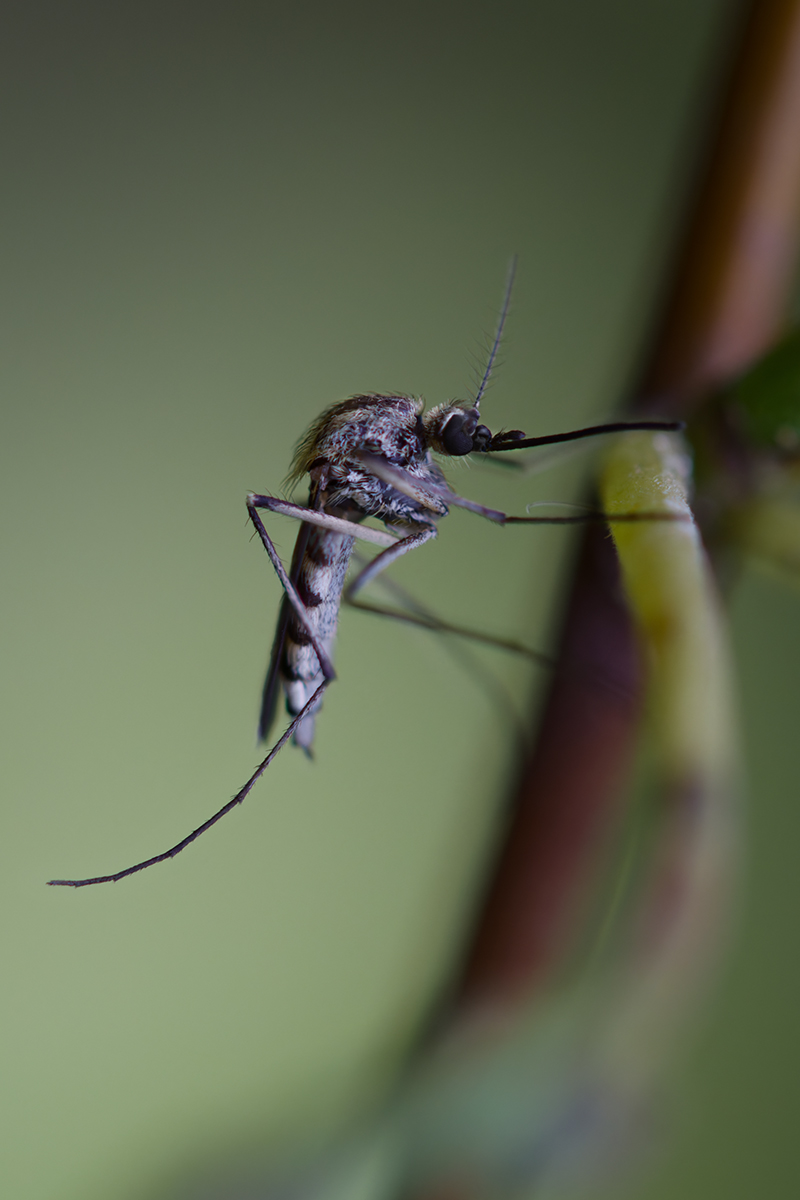 макро, комар, macro, Хилько Марина