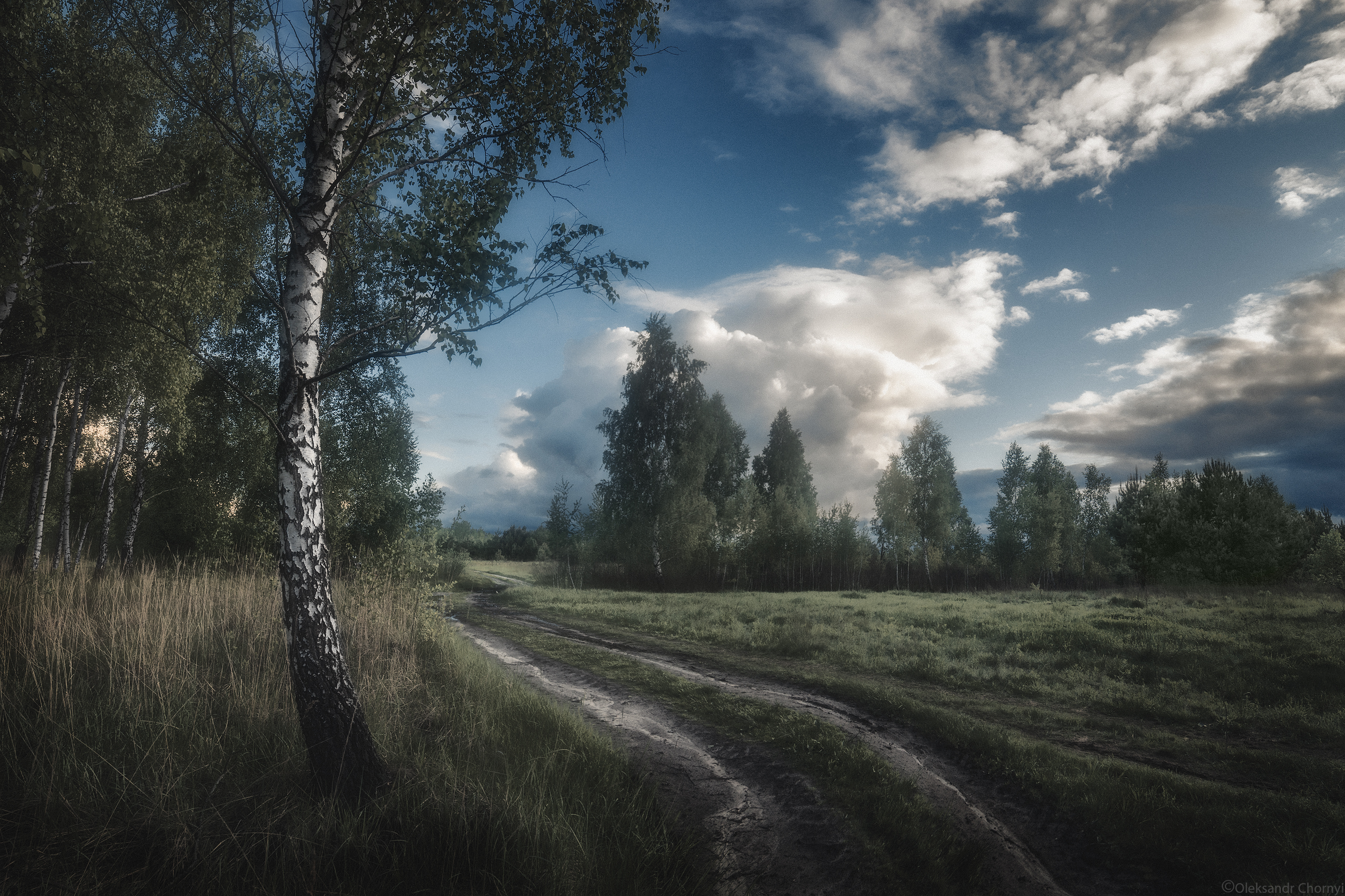 тишина, гармония, березки, природа, зелёныеполя, сельскийпейзаж, сельскаядорога, коростышев, украина, фотографчорный, сашачорный,, Чорный Александр