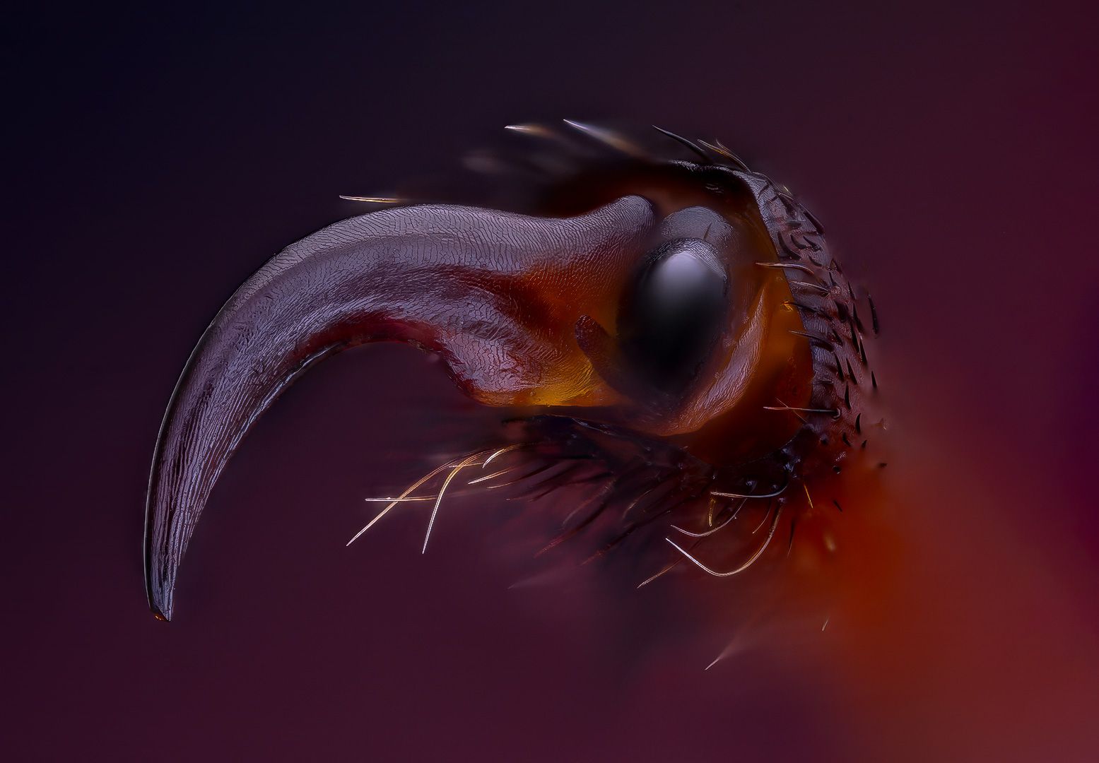 coleoptera, cerambycidae, odontochroma martinsi, усач, Kavaliauskas Eugenijus