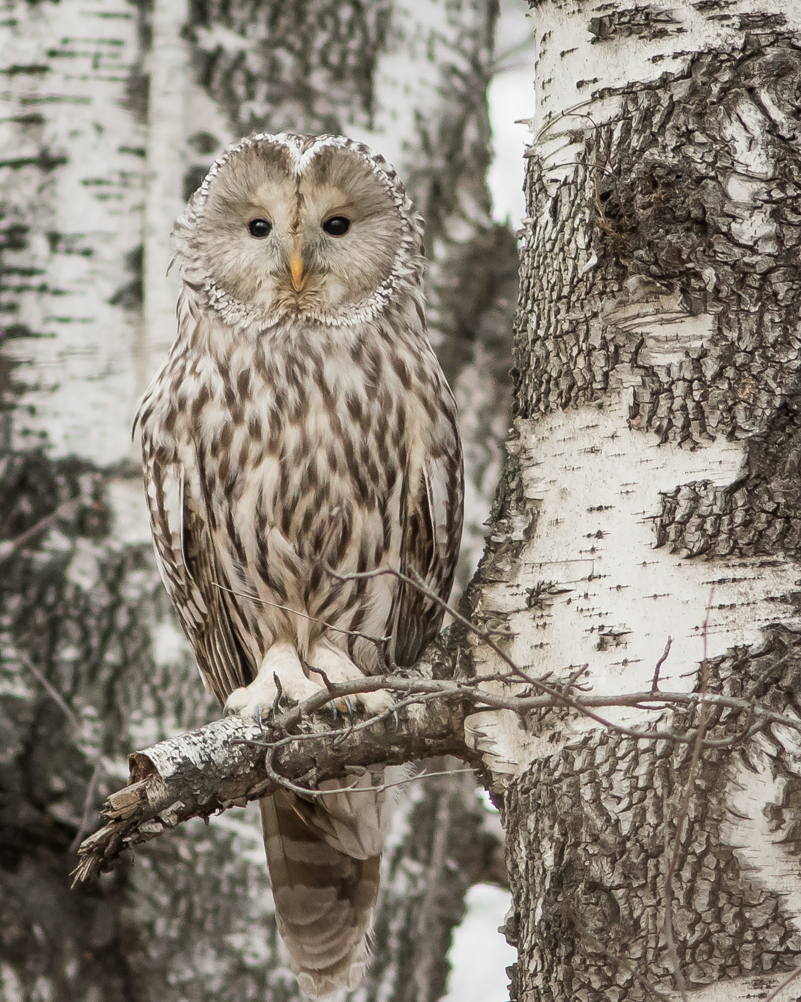 уральская неясыть, длиннохвостая неясыть, Суслов Дмитрий