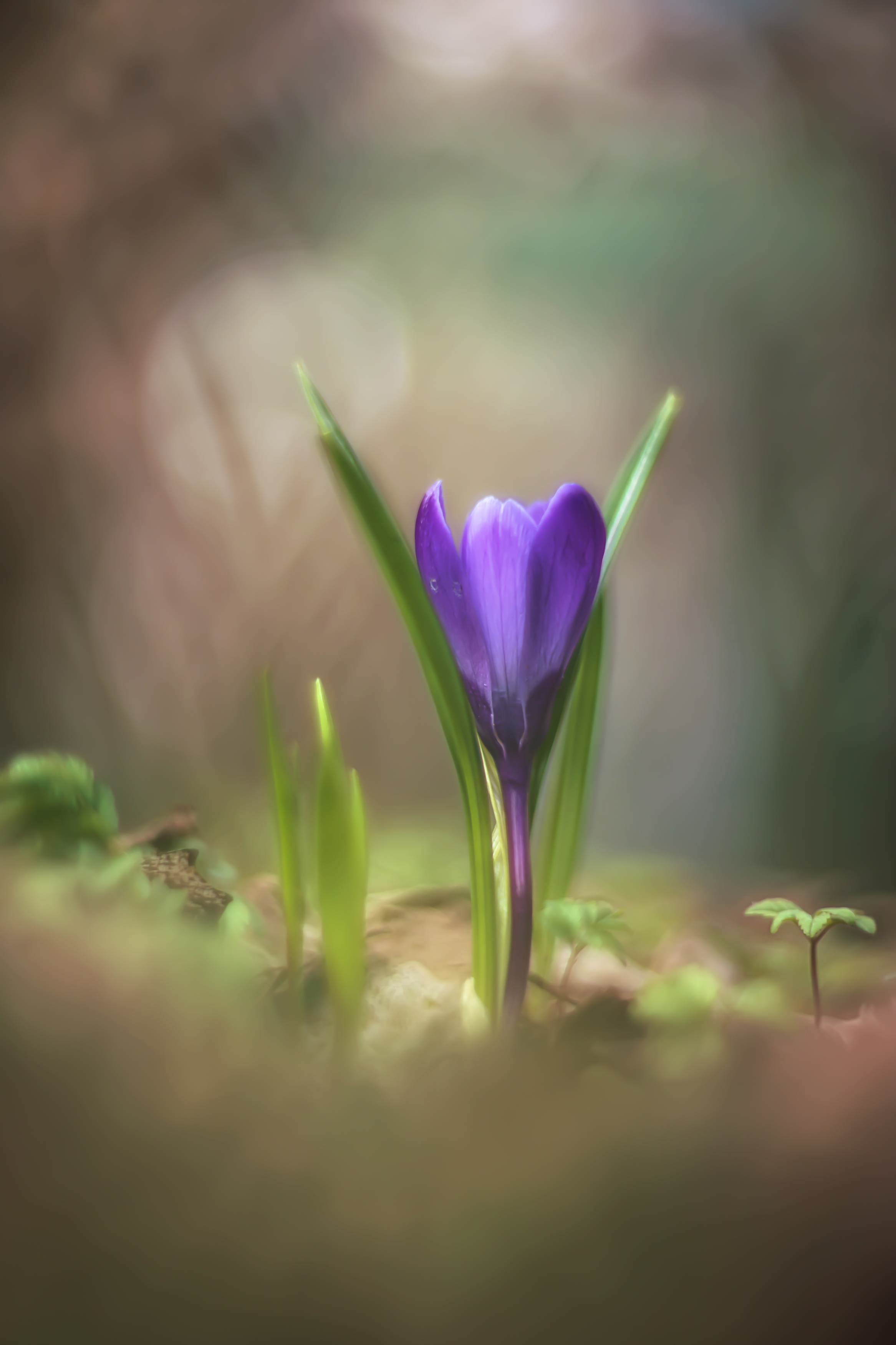 , Обидина Мария