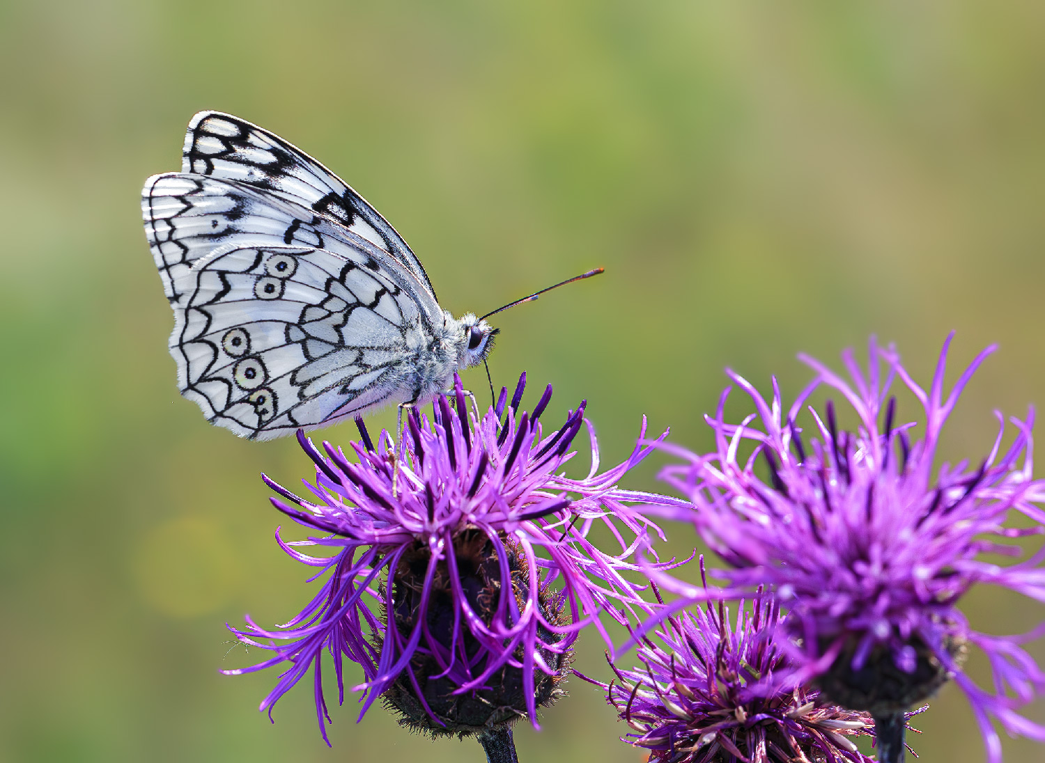 насекомые, бабочка, нимфалида, пестроглазка , лето, июль, Борис Новиков
