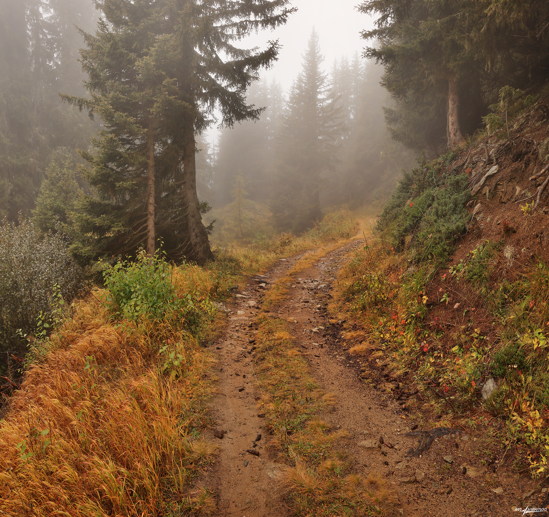 swiss, Матвеев Николай