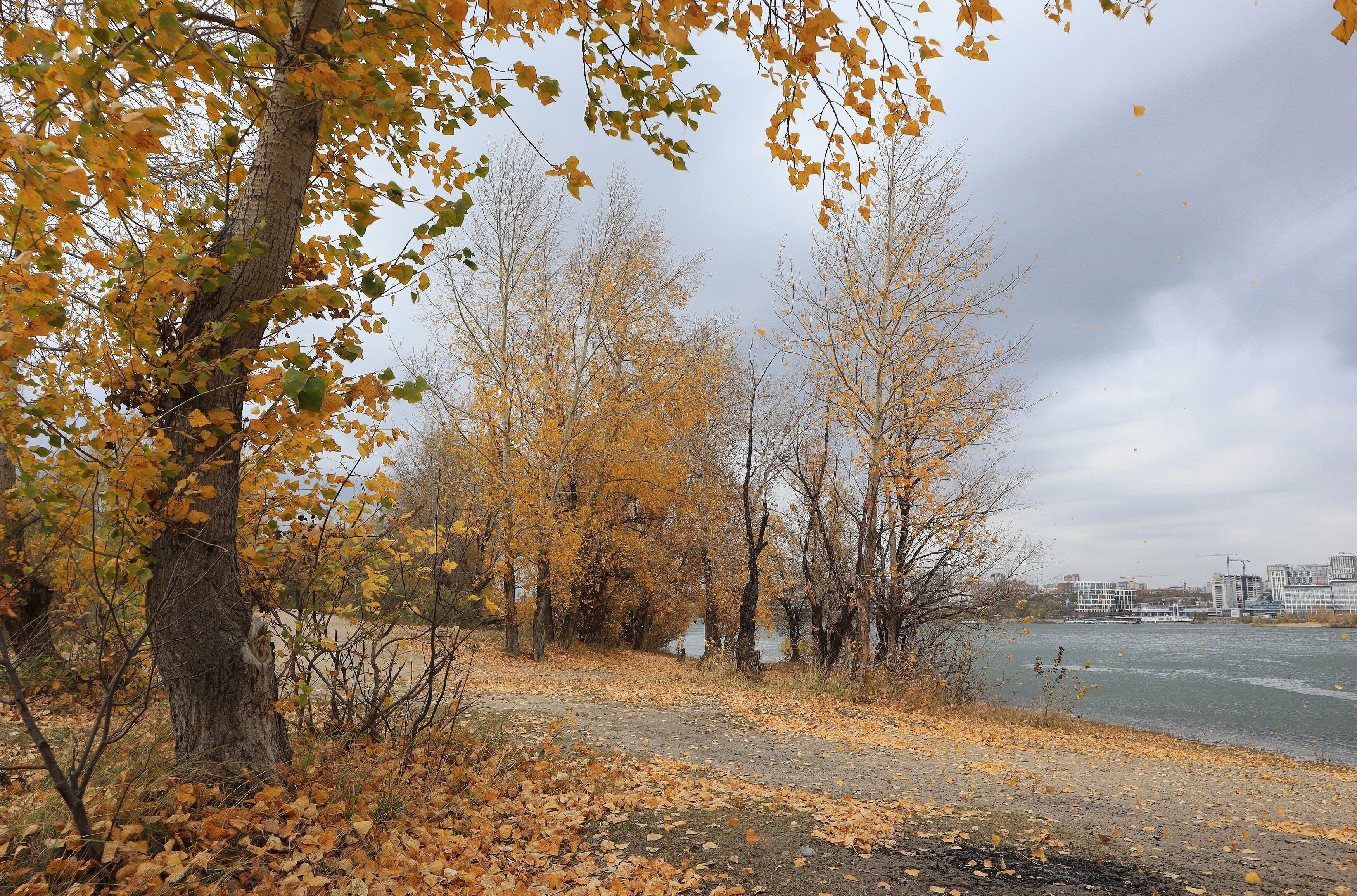 природа,осень,деревья, Козлова Галина