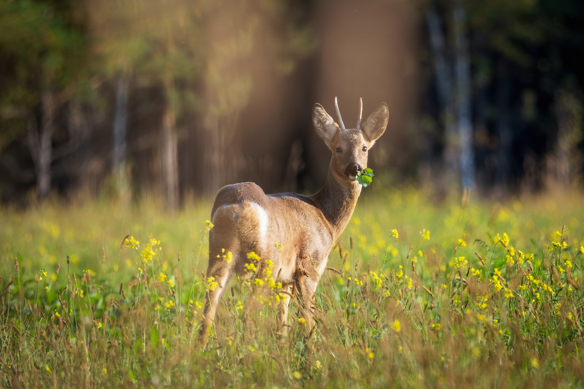 , Бодрягин Виталий