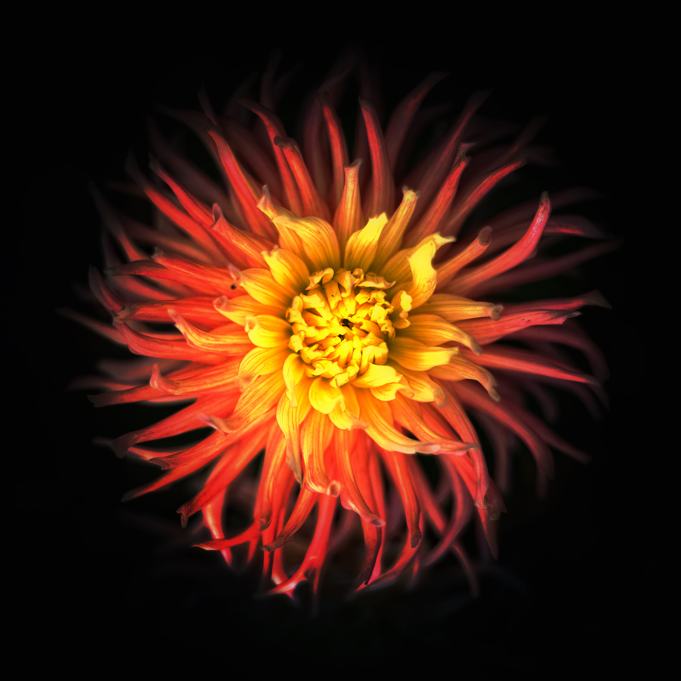 , Гуляев Алексей