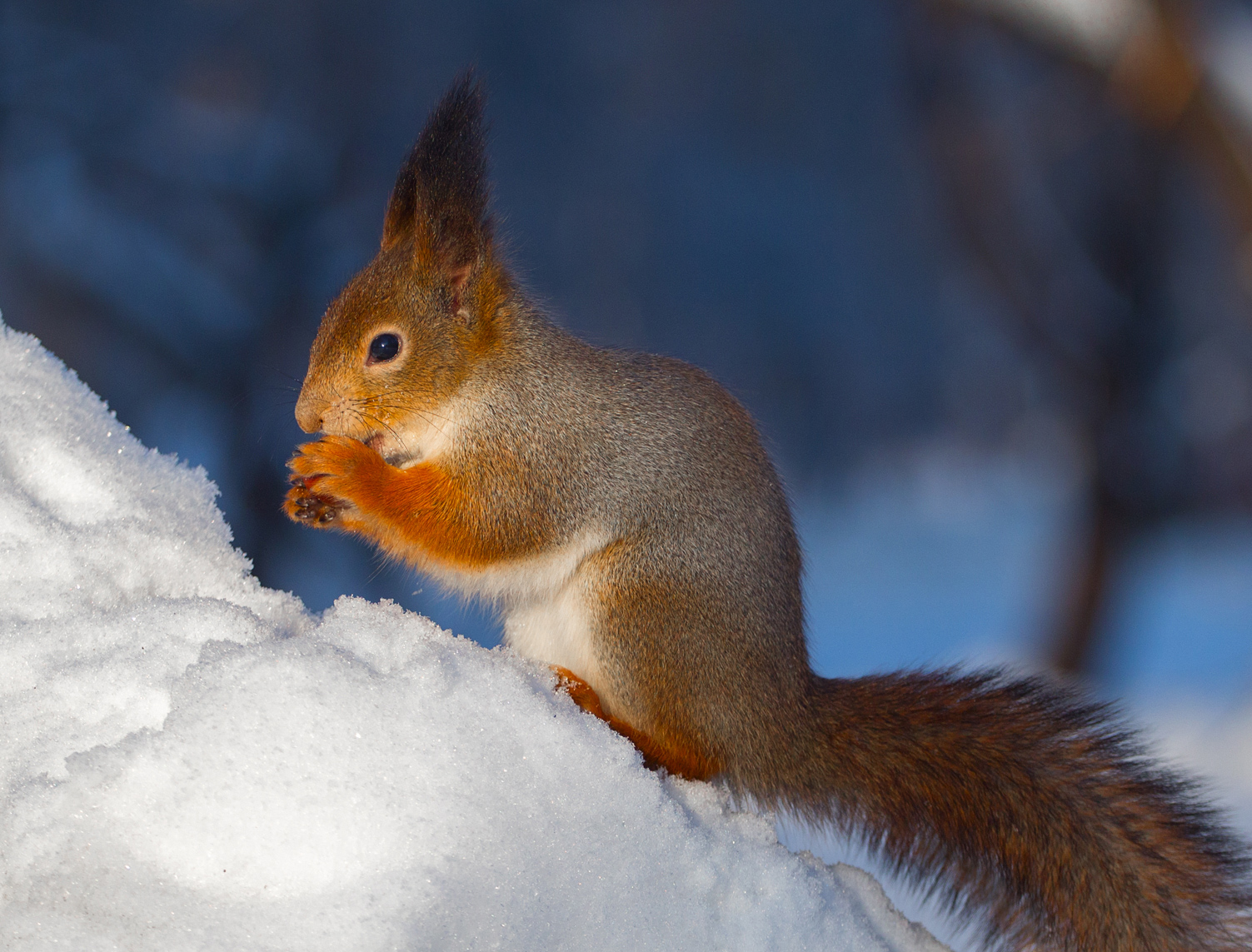 , Алексеев Сергей