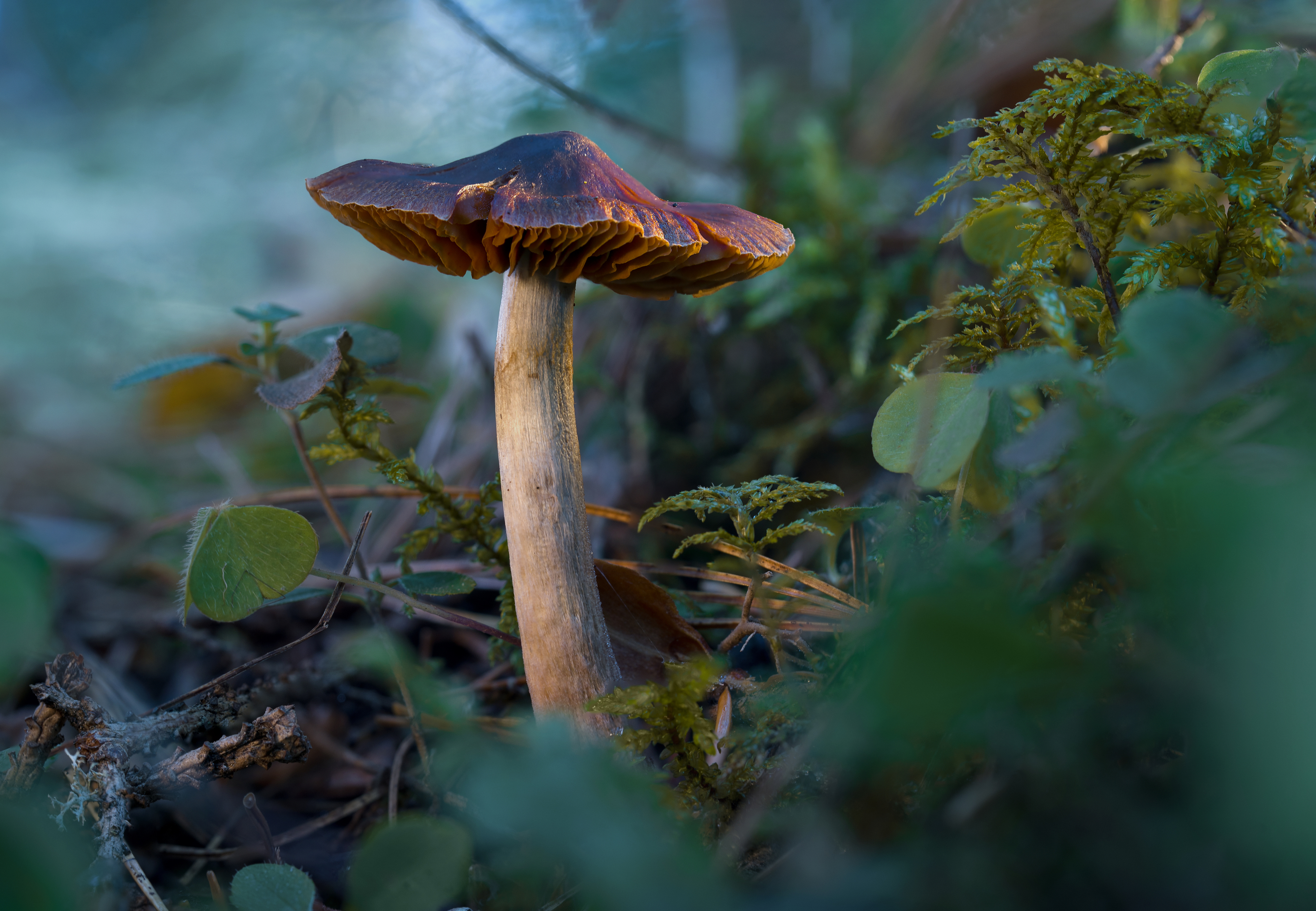 , Михаил Славный