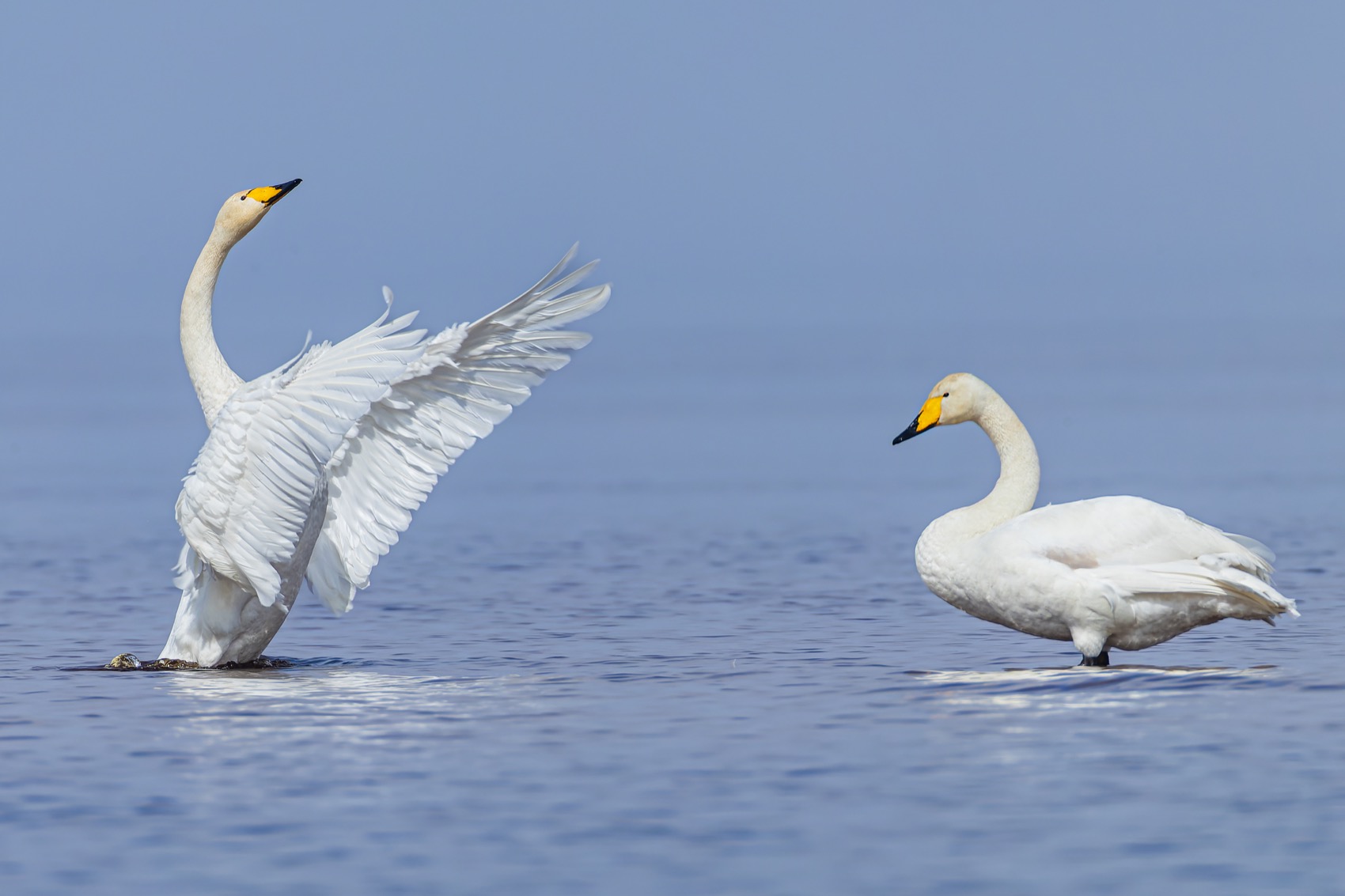 лебедь-кликун, лебедь кликун, лебедь, кликун, Ruslan Pl
