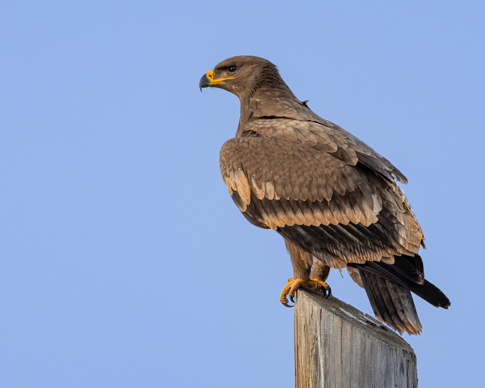 степной орел, орел, птицы, алтай, красная книга, Ruslan Pl