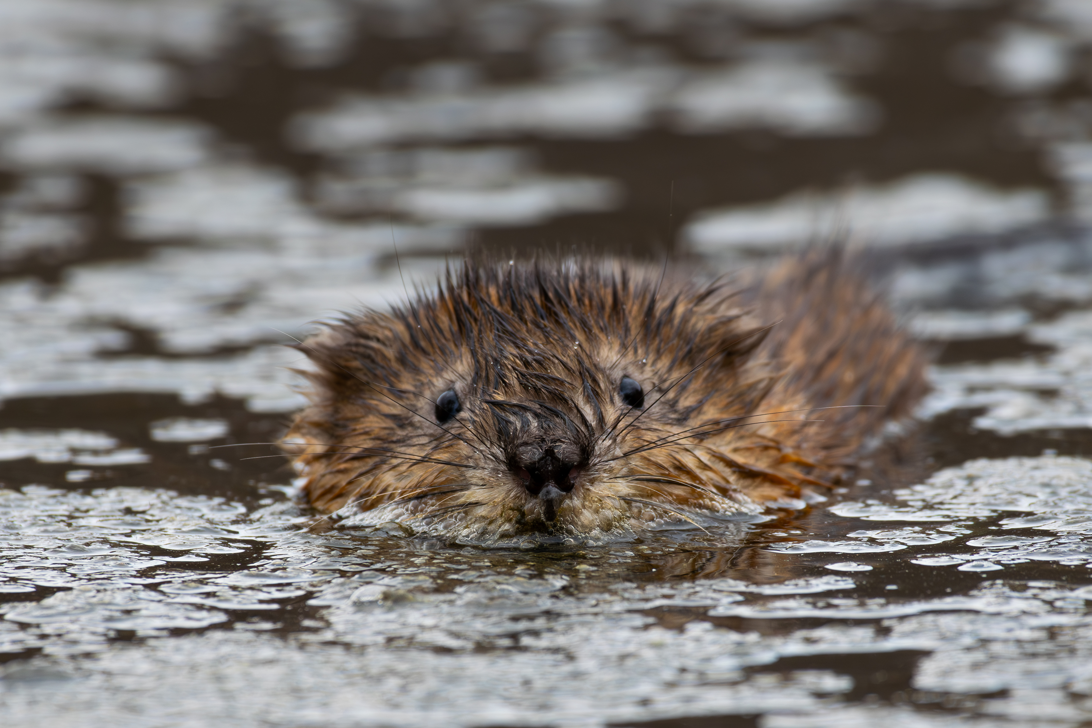 , Алексей Савельев