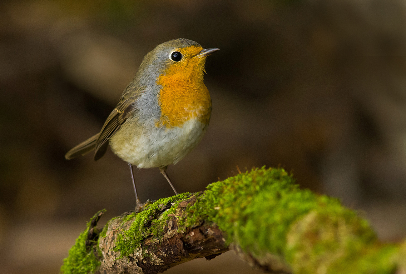зарянка,малиновка,осень,кусты, Иван