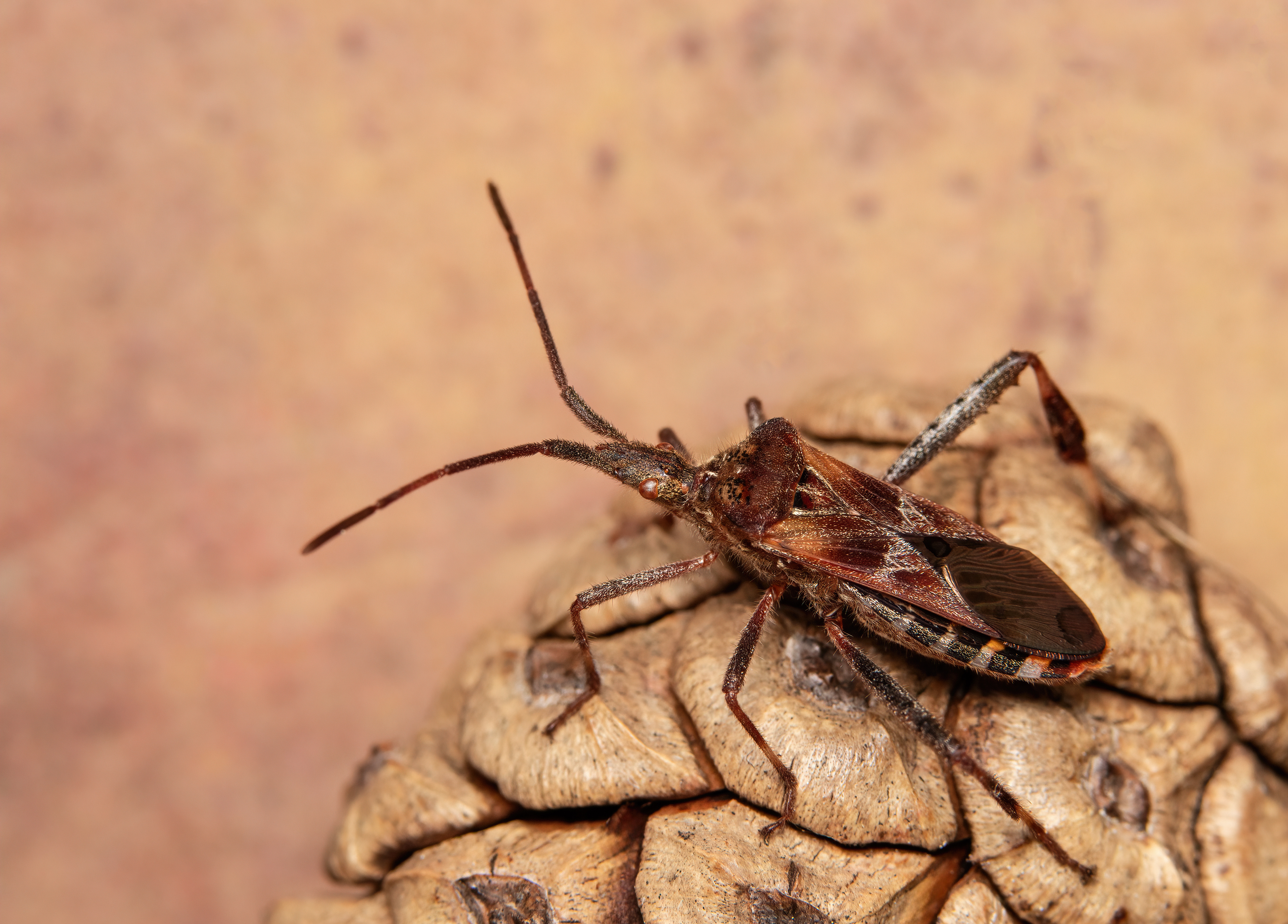 макрофото, макрофотографии, фотомакро, насекомые, макромир, макрофотограф, макроаддикт, макро_мир, naturelovers, naturelover, naturephotography, macrolove, macro_love, biodiversity, macrophotography, macro, macronature, entomology, arthropods, arthropod, ,  Stephane