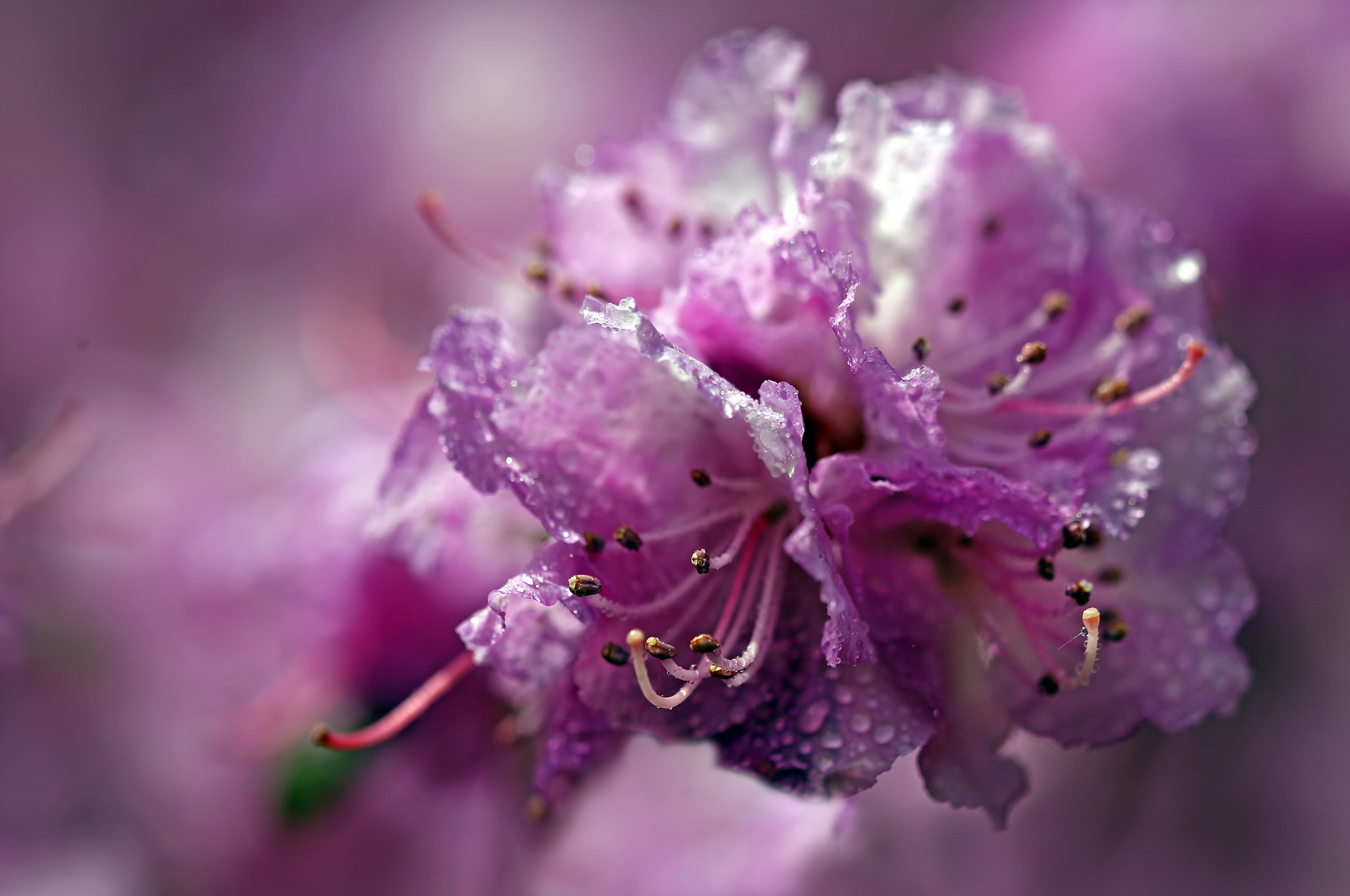 , Бибичков Михаил