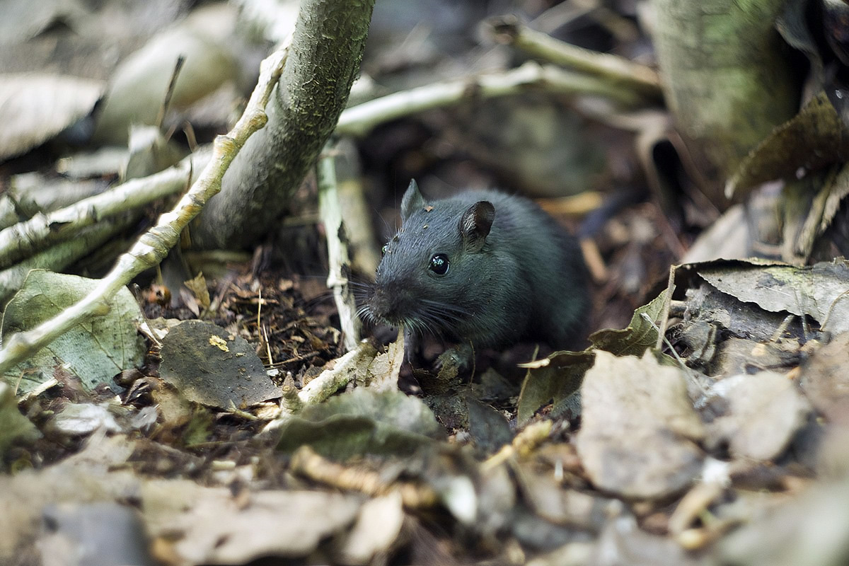 , Владимир Письмак