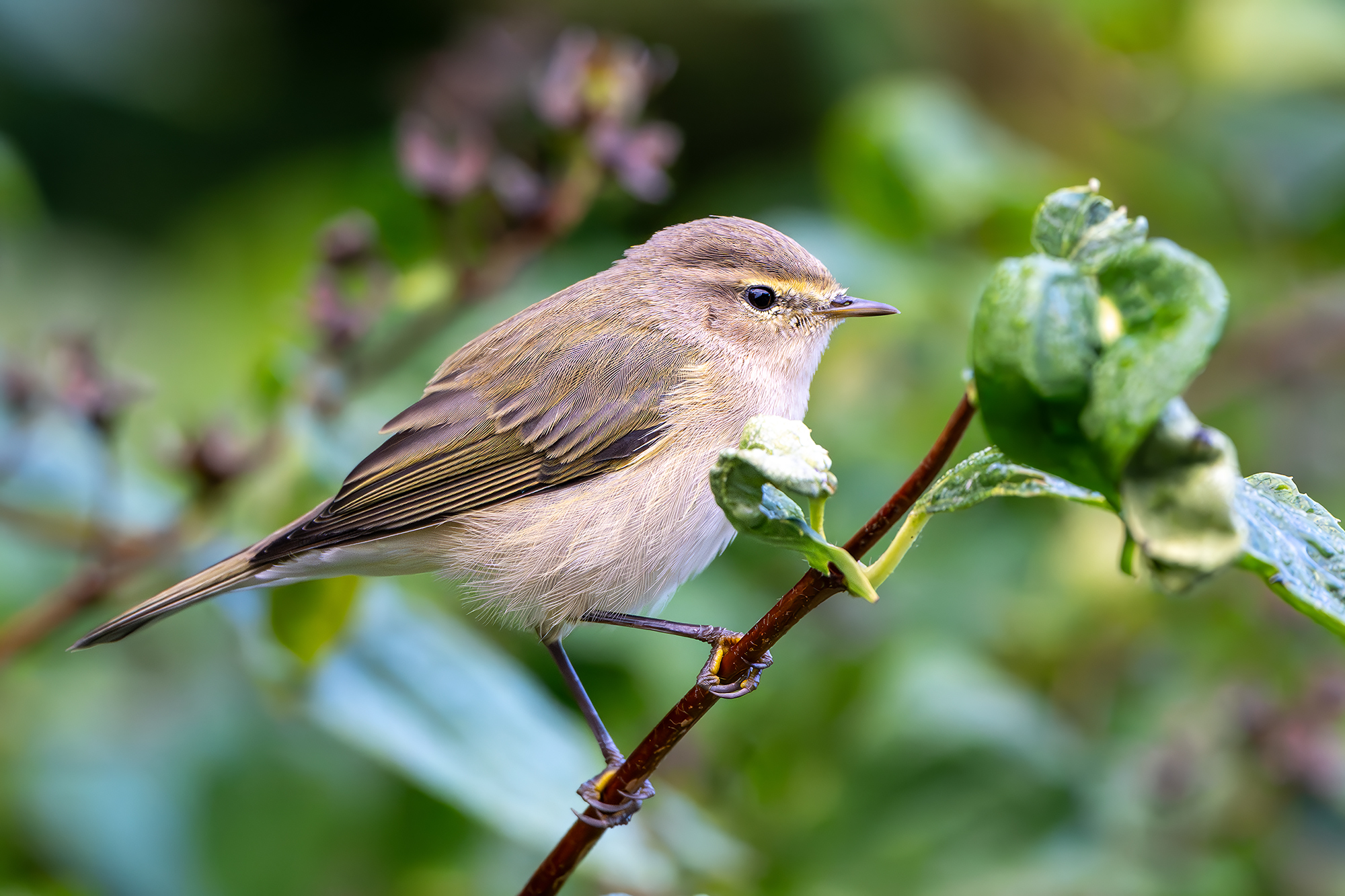 , Молодкин Дмитрий