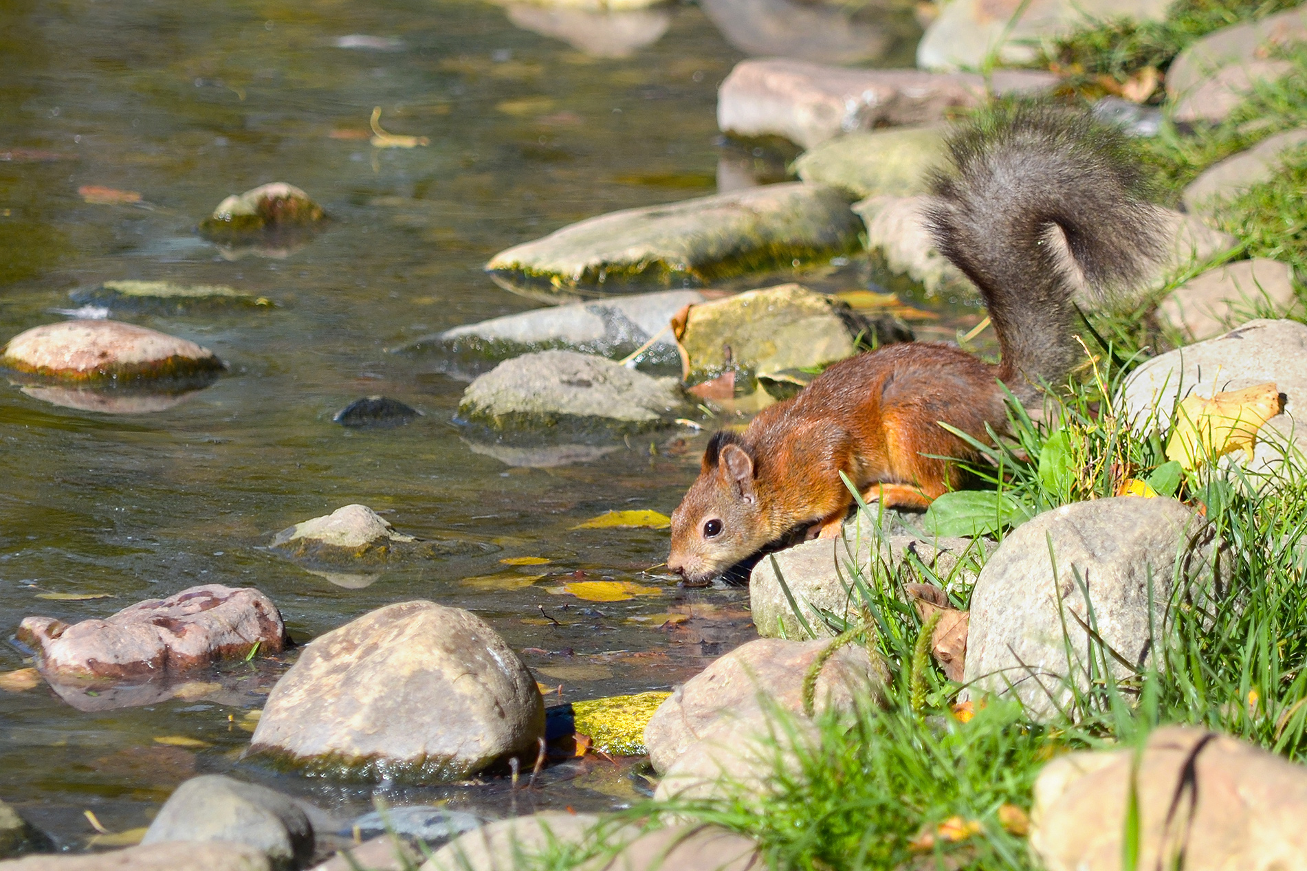 белка, белка обыкновенная, векша, sciurus vulgaris, КарОл