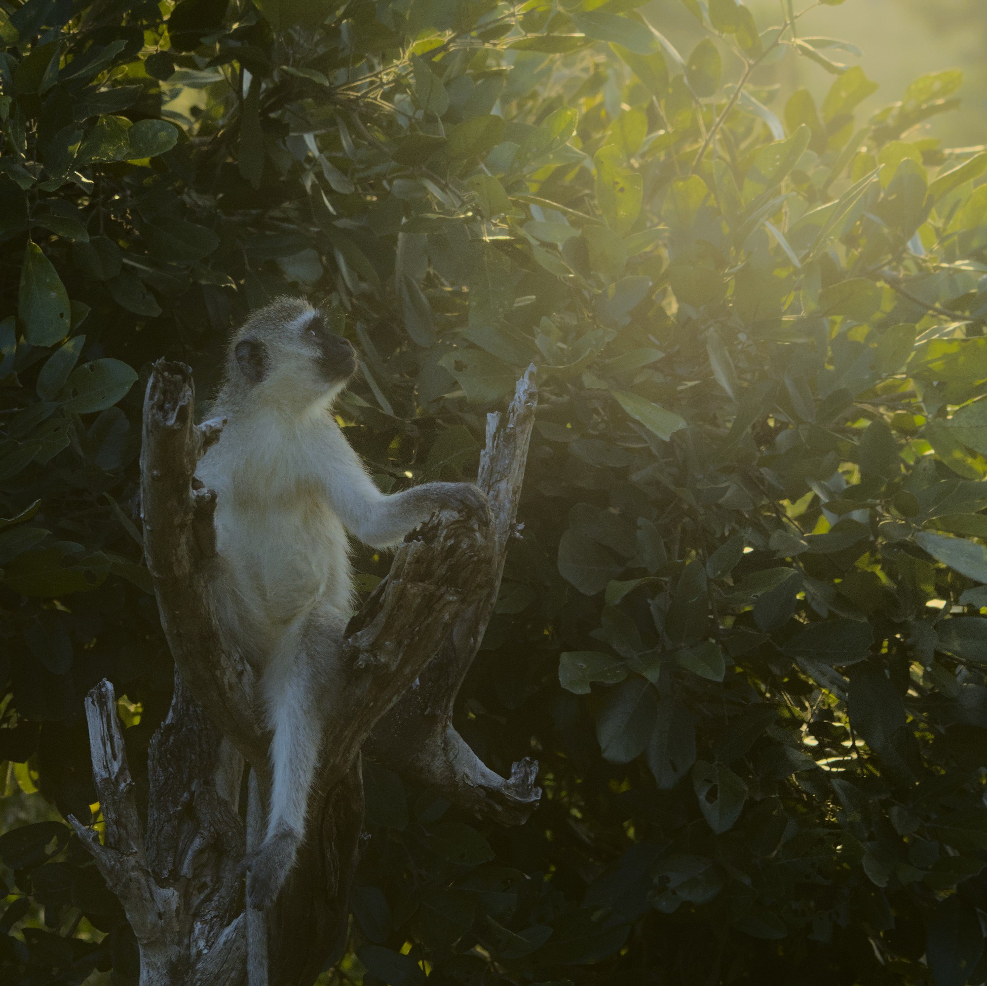 юар приматы крюгер обезьяны, Николай Потапов
