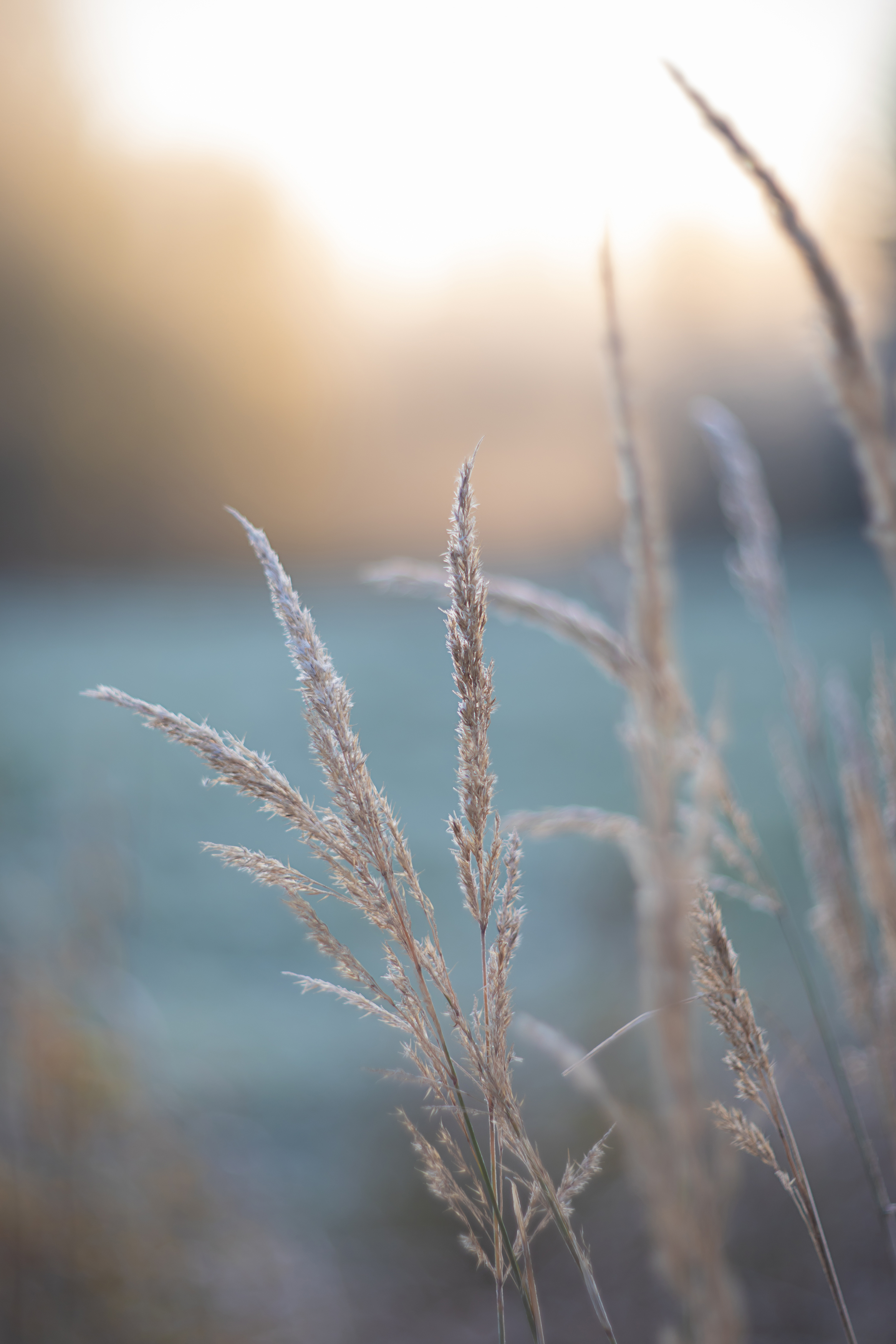 мануальная оптика, гелиос, гелиос40_2, manual_lens, Обидина Мария