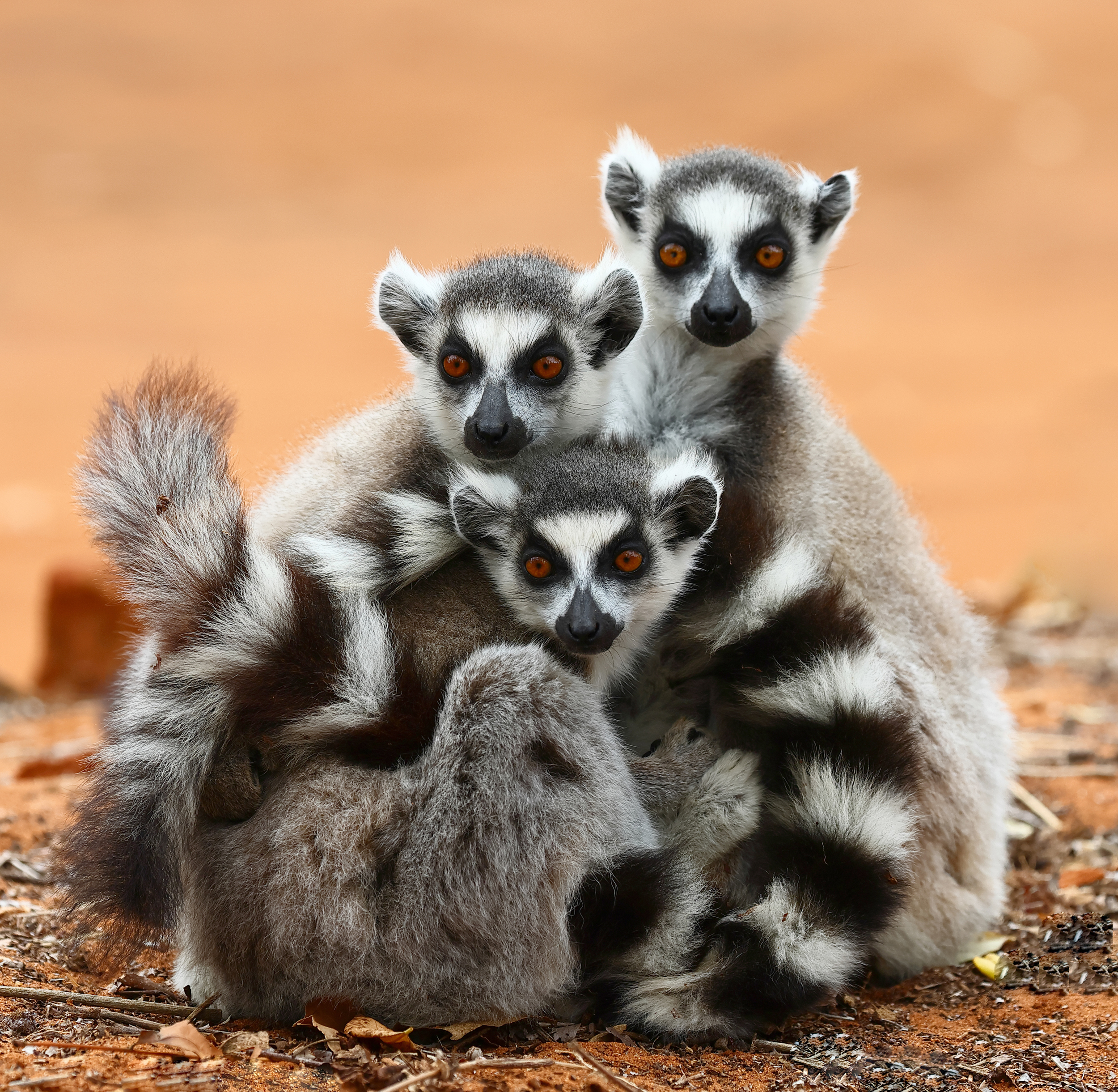 , Гудков Андрей