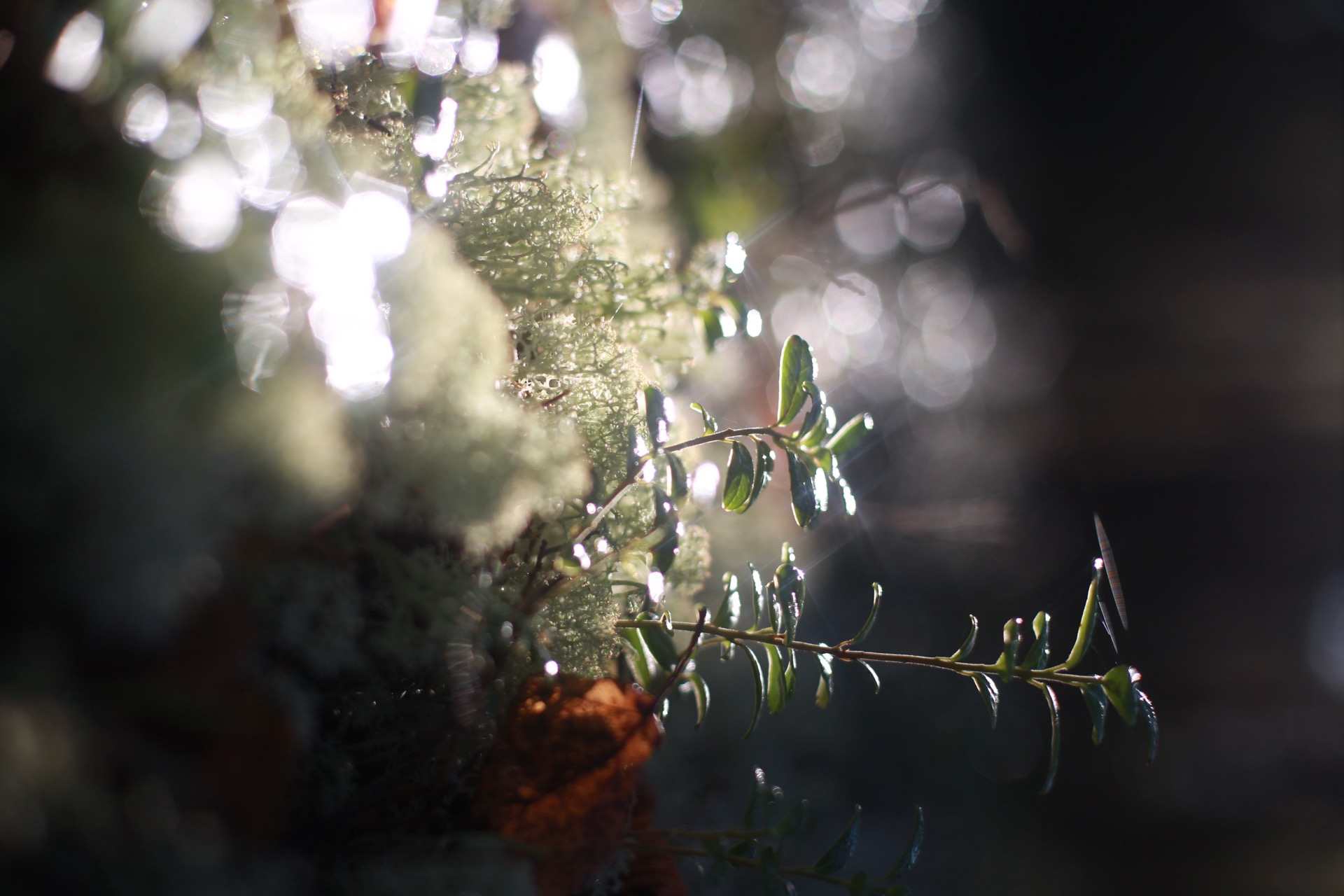 осень, солнце, мох, ягель, лес, Алёна Салтыкова