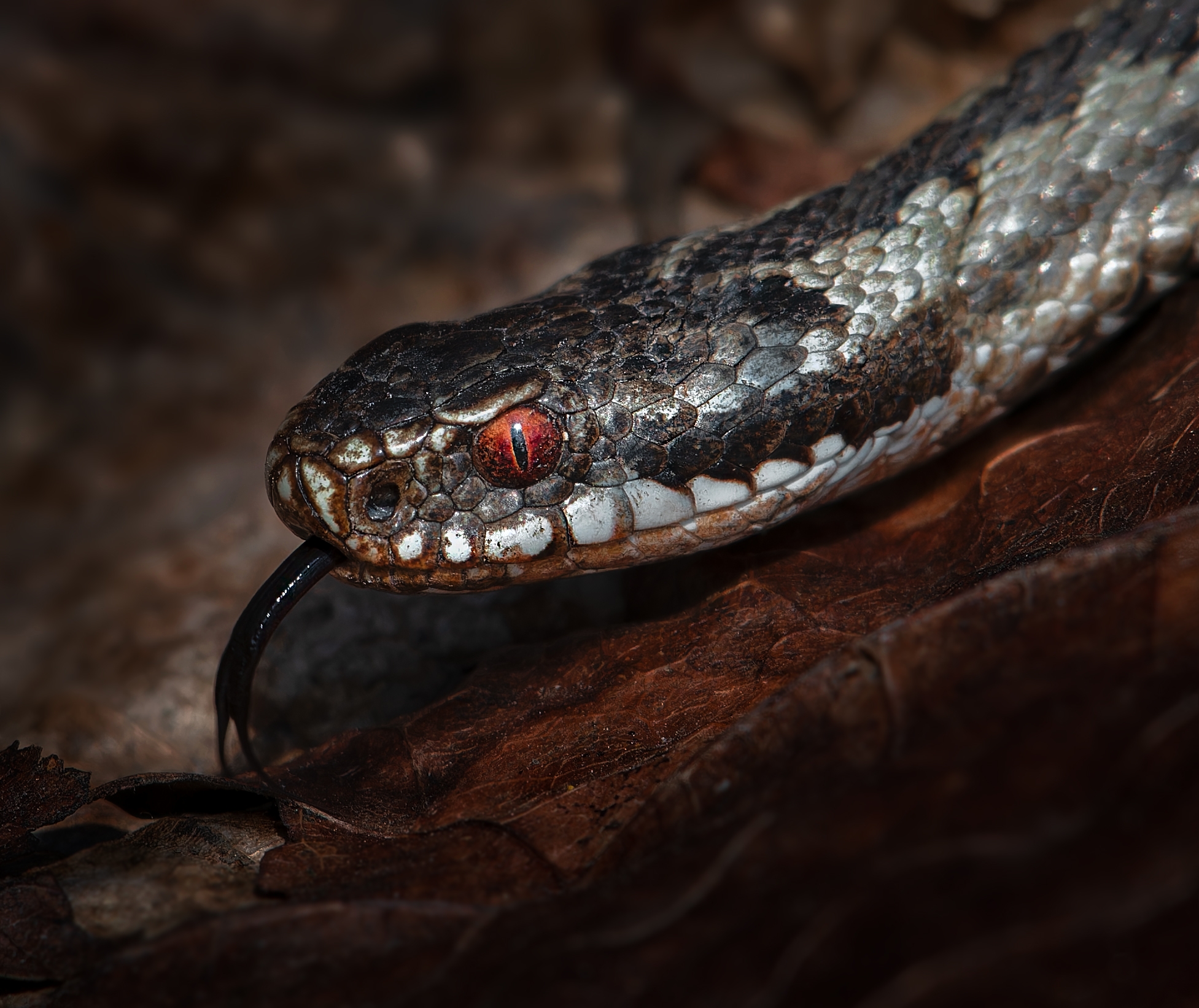 , Фото Александр