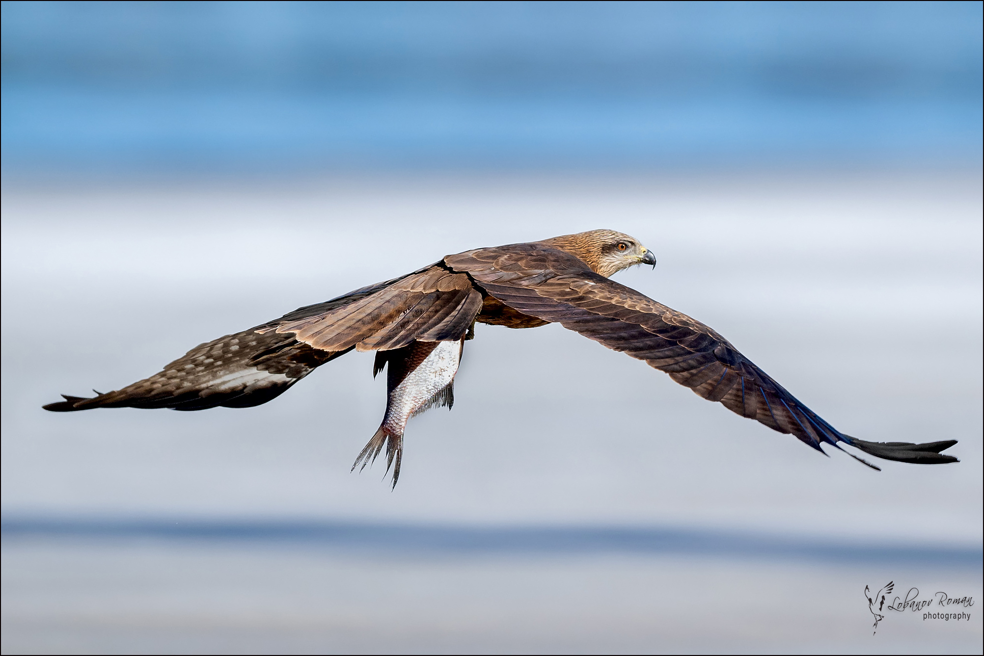 , Лобанов Роман