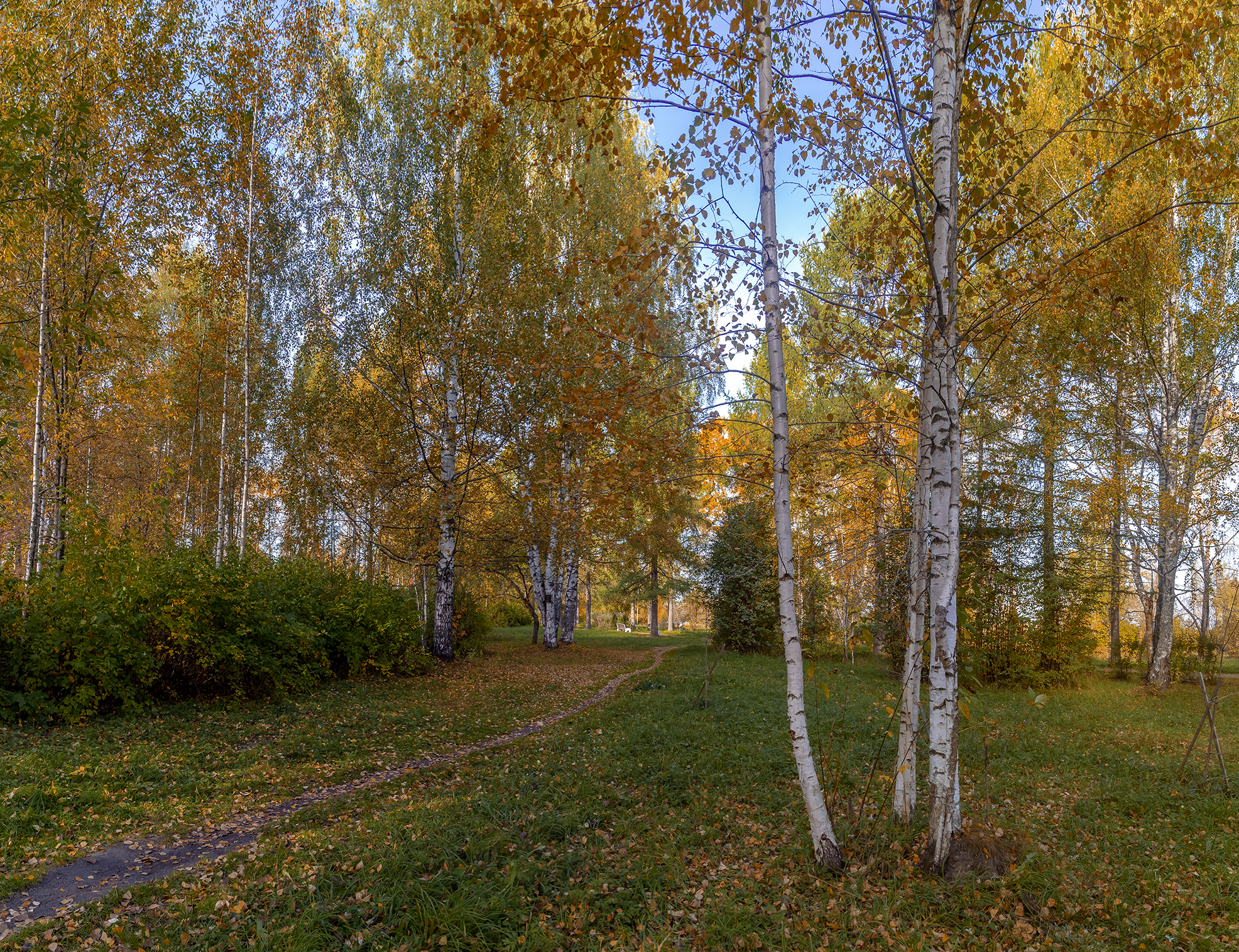 парк, лес, тропка, кустарник, осень, листва, берёзы., Анкудинов Леонид