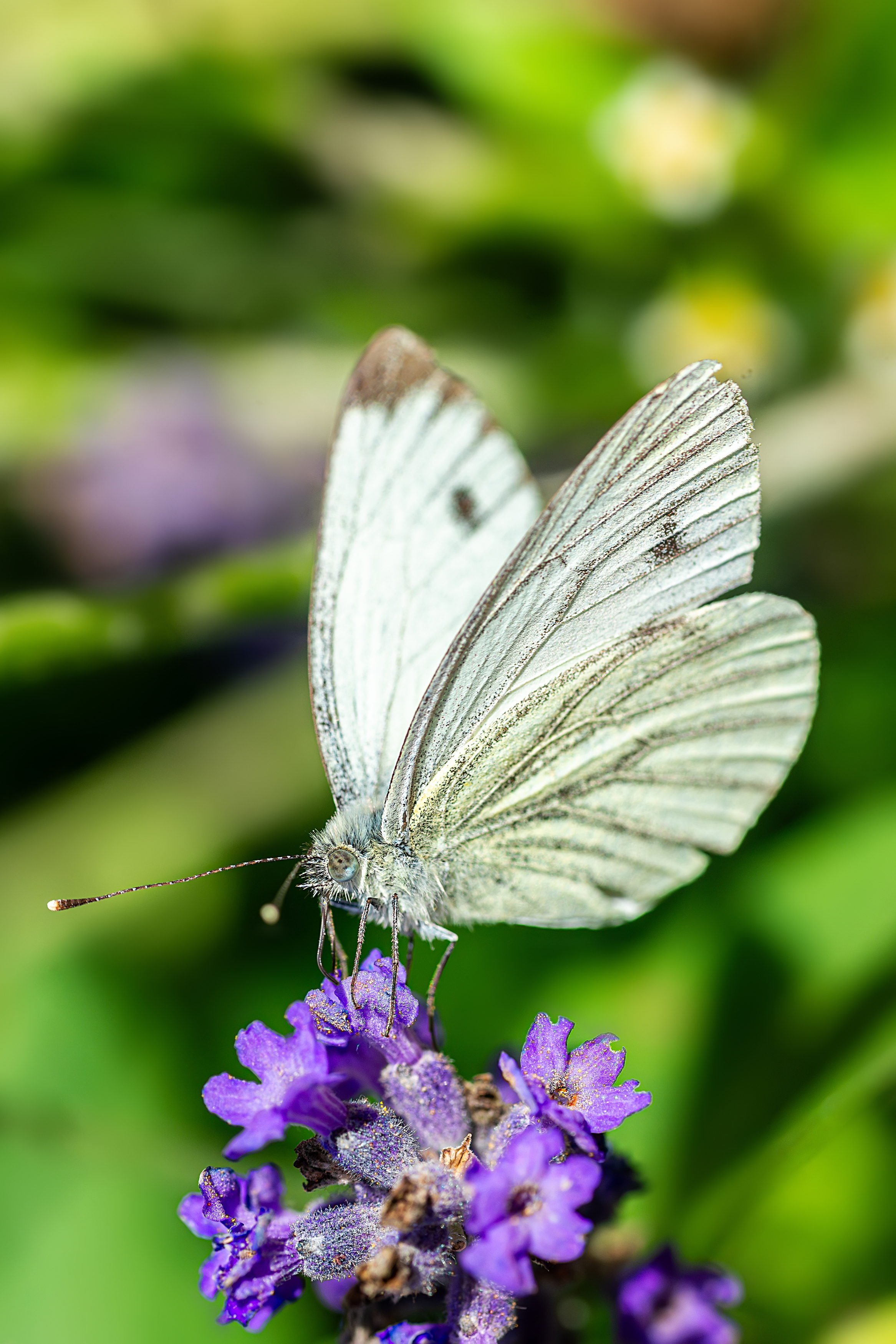 , Корнеев Алексей