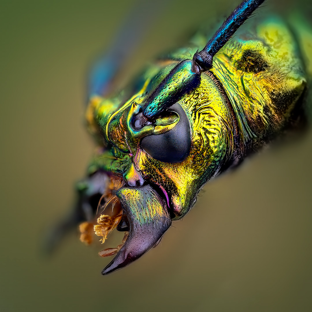 coleoptera, cerambycidae, odontochroma martinsi, усач, Kavaliauskas Eugenijus