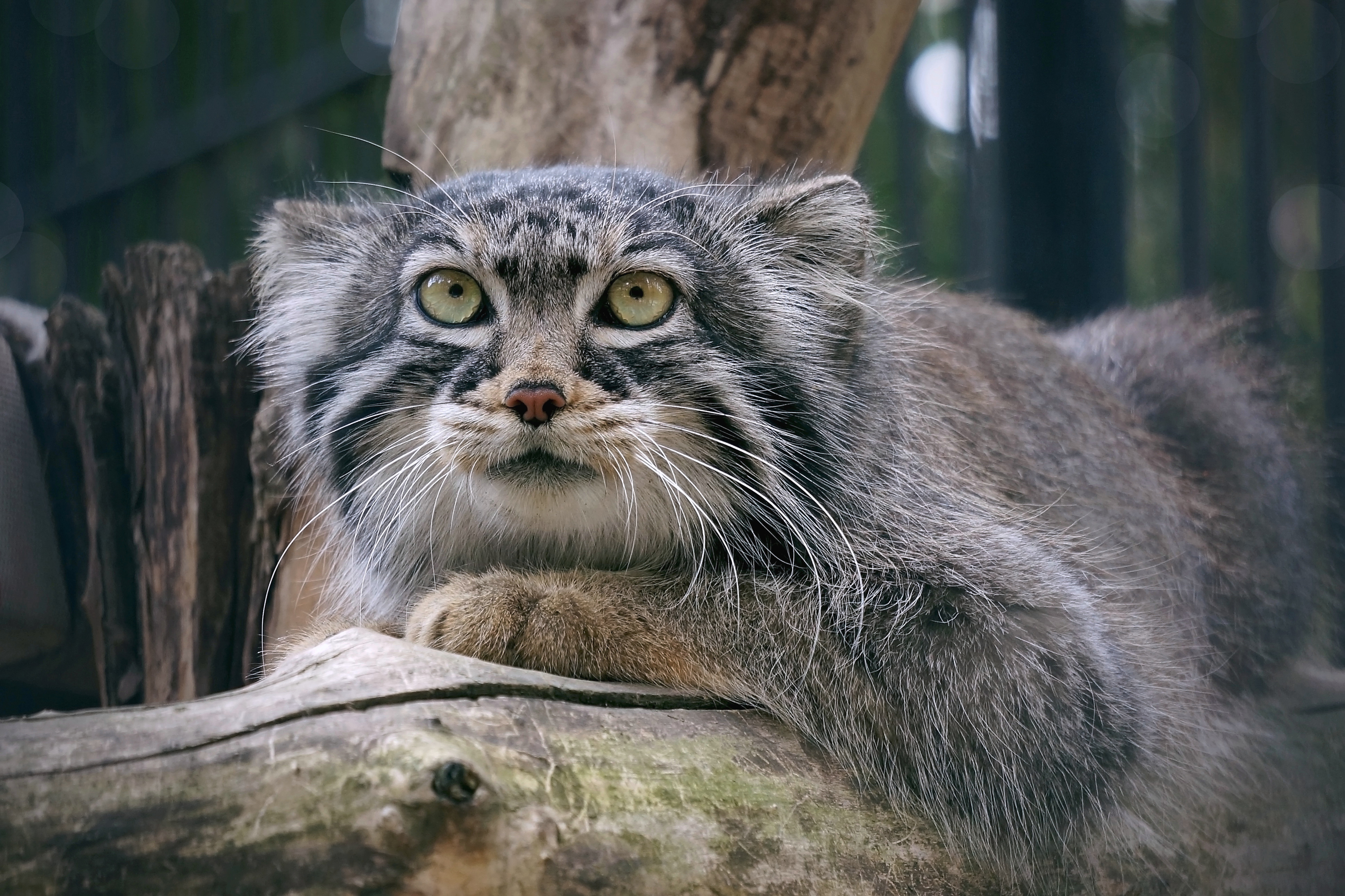 кот, манул, кот манул, кошки, малые кошки, звери, хищные, животные, животные красной книги,,  Людмила