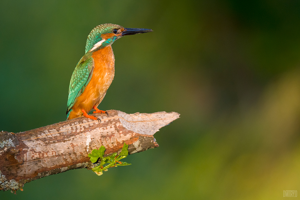 , Дмитрий Доронин