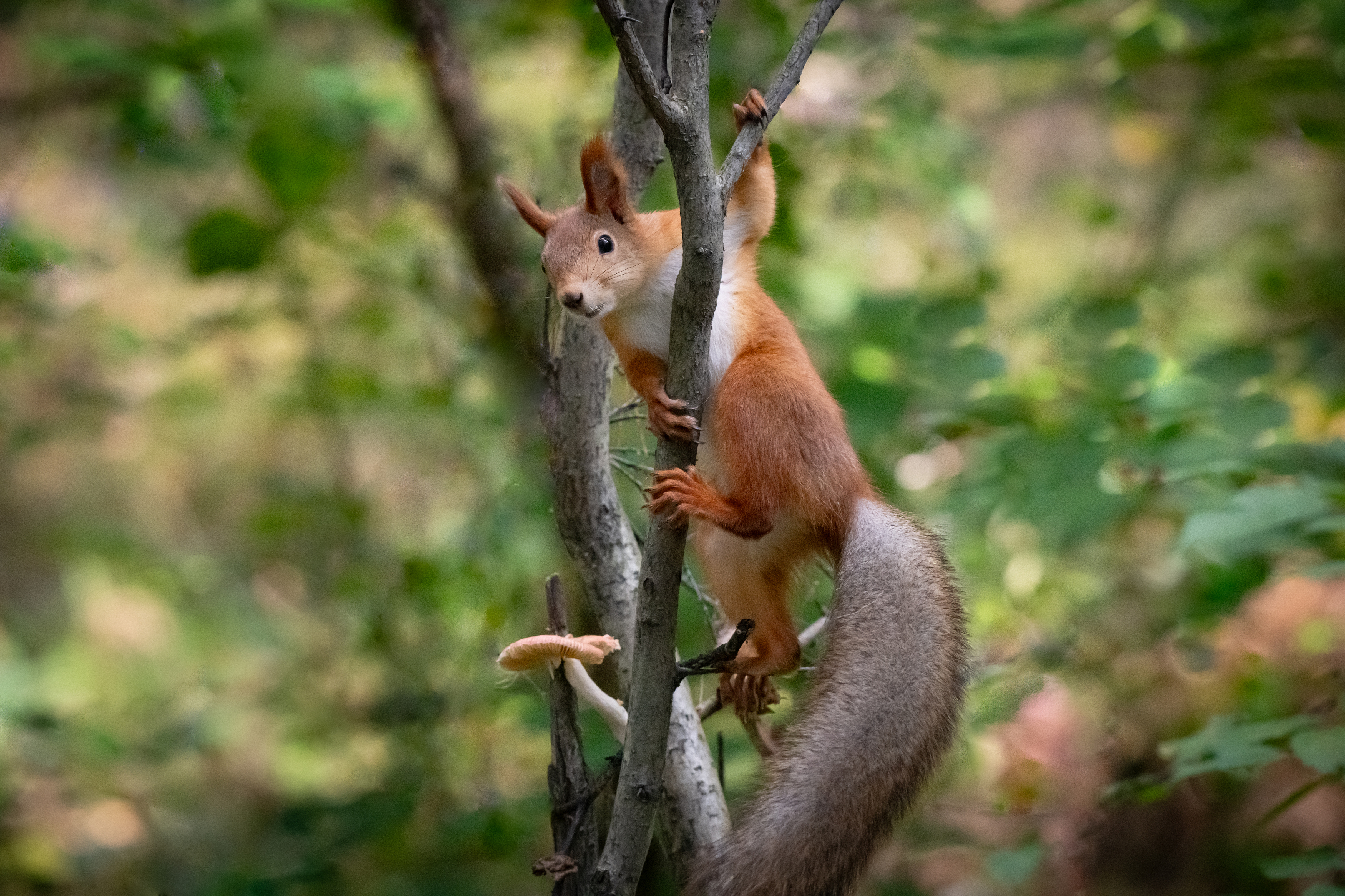 белка, запасы, грибы, Степанова Татьяна