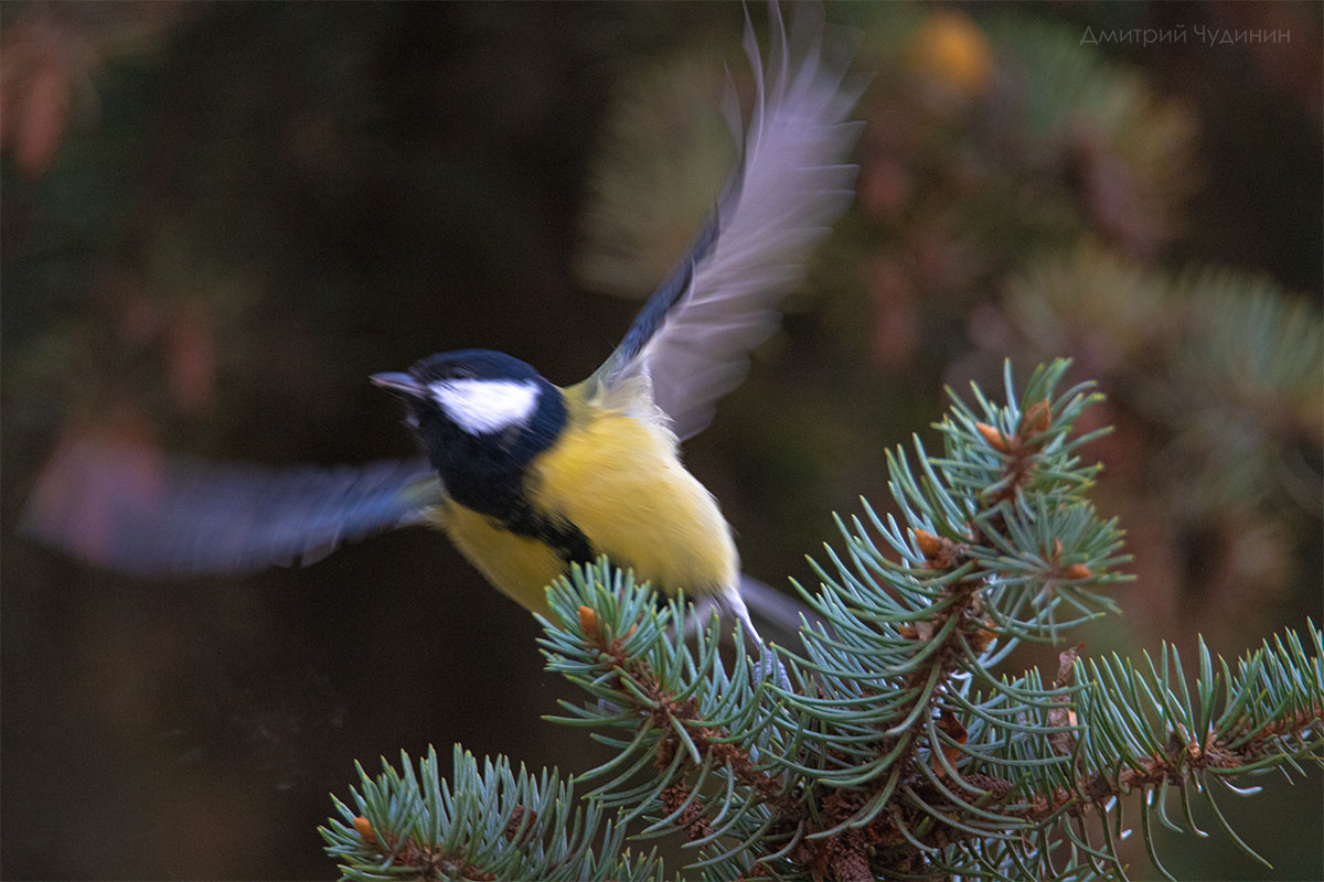 , Чудинин Дмитрий